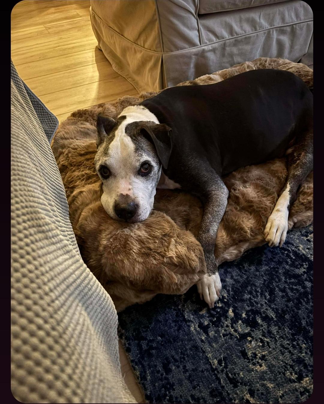 Enlarge Capo, a Adoptable mixed breed in Lincoln Park, NJ image 6/6