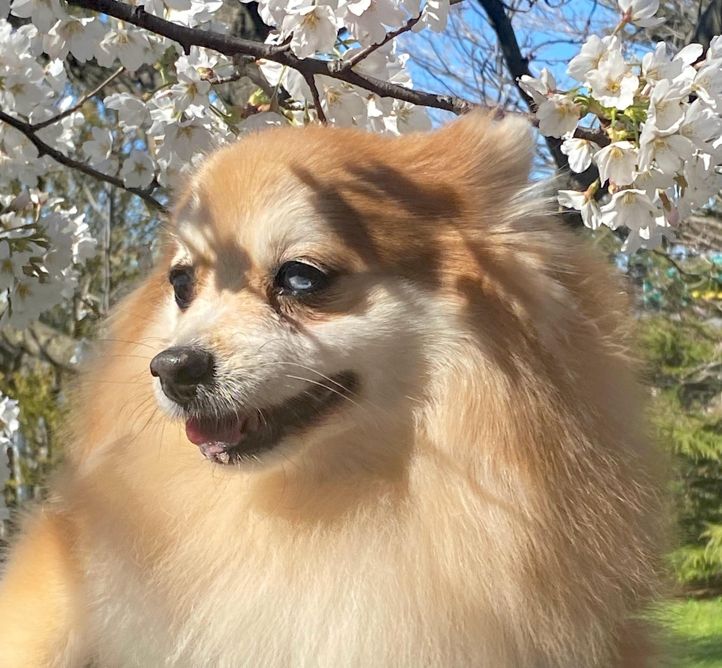 Enlarge Toby, a ADOPTABLE mixed breed in Brooklyn, NY image 6/6