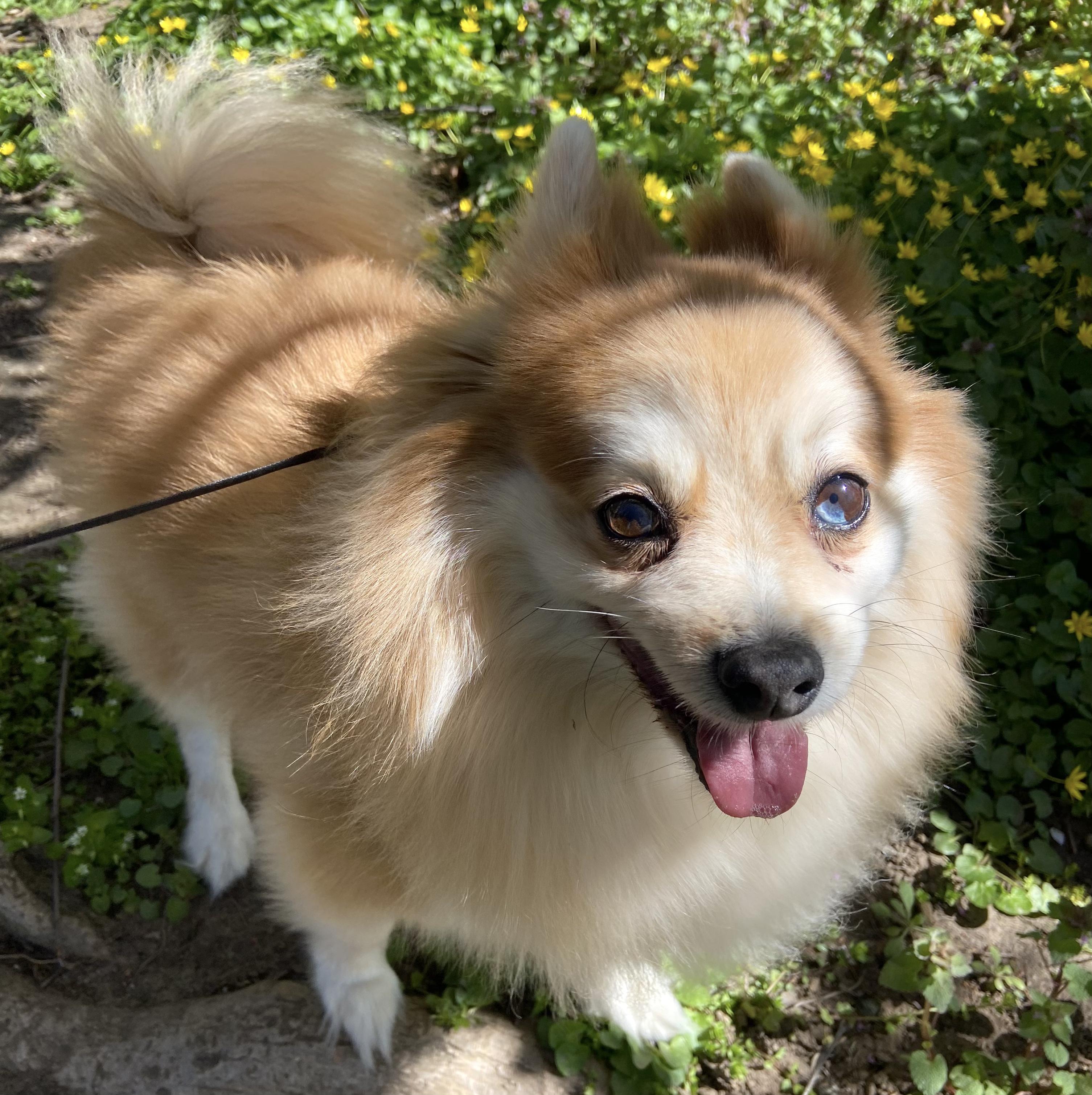 Enlarge Toby, a ADOPTABLE mixed breed in Brooklyn, NY image 3/6
