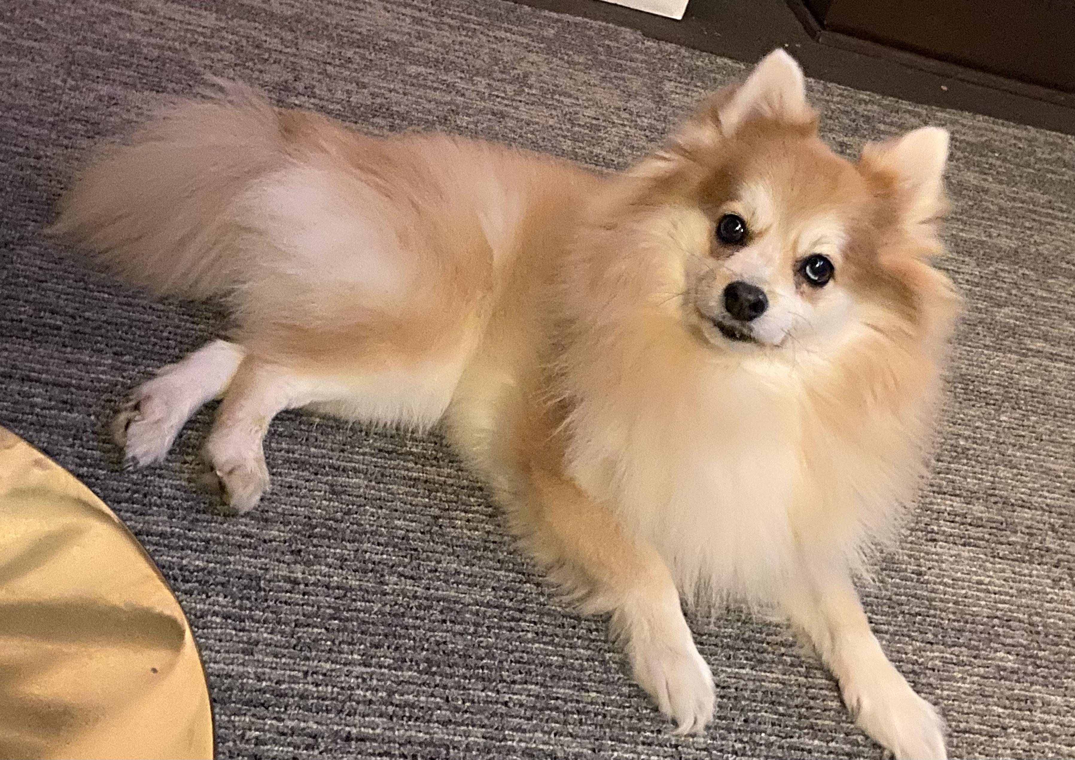 Enlarge Toby, a ADOPTABLE mixed breed in Brooklyn, NY image 4/6