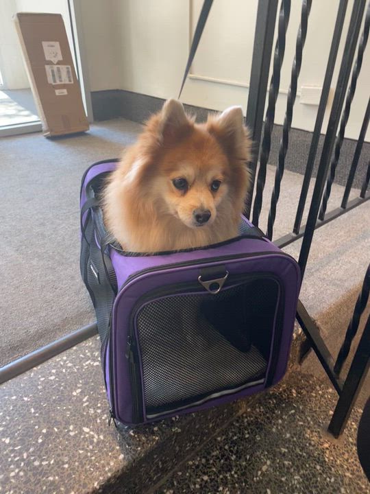 Enlarge Toby, a ADOPTABLE mixed breed in Brooklyn, NY video 5/6