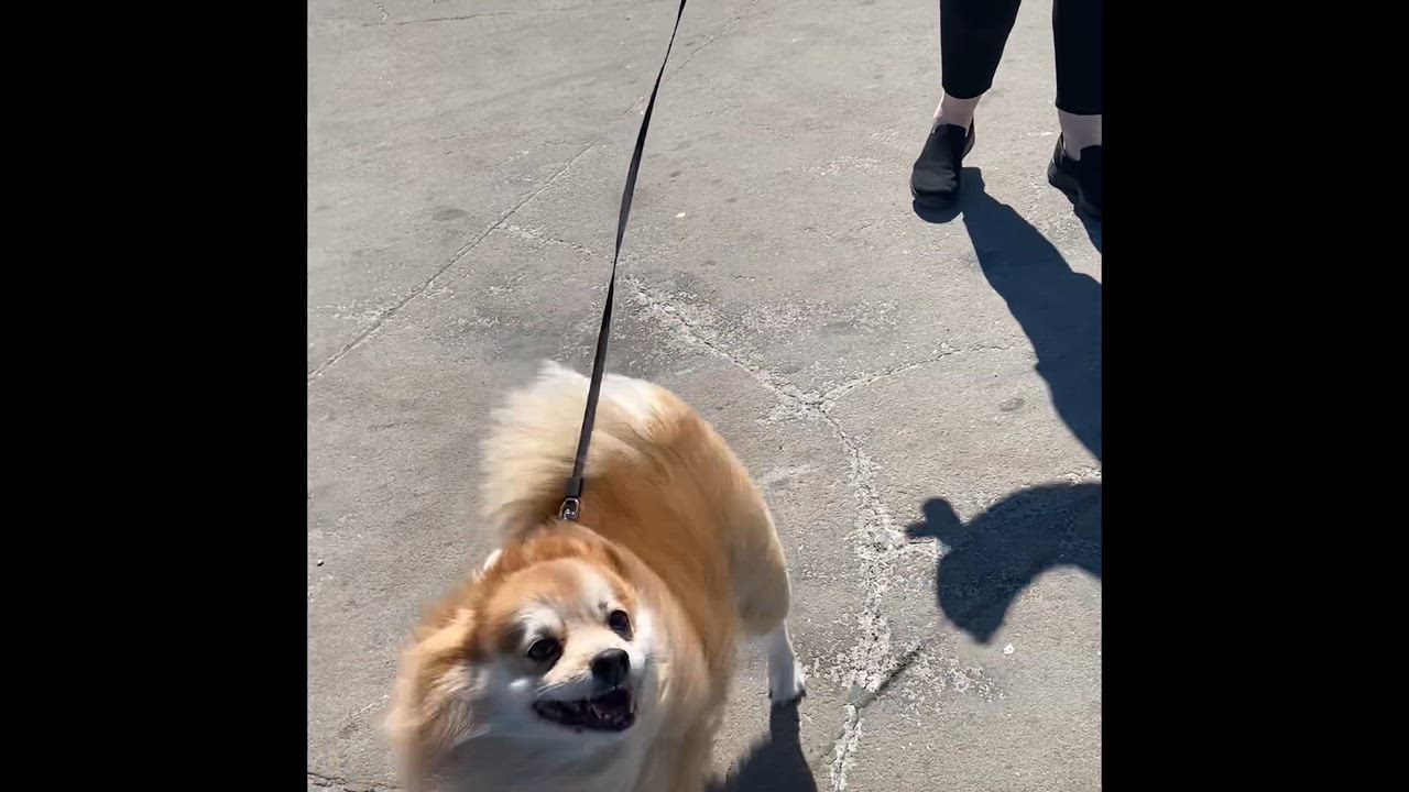 Enlarge Toby, a ADOPTABLE mixed breed in Brooklyn, NY video 2/6