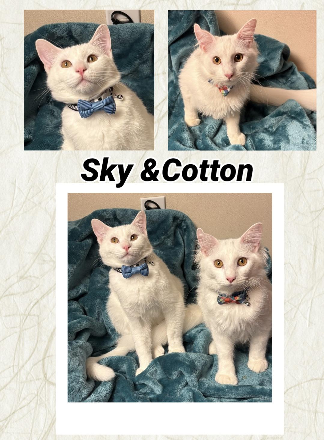 Enlarge Sky & Cotton, a Adoptable Domestic Medium Hair in Oakley, CA image 1/1