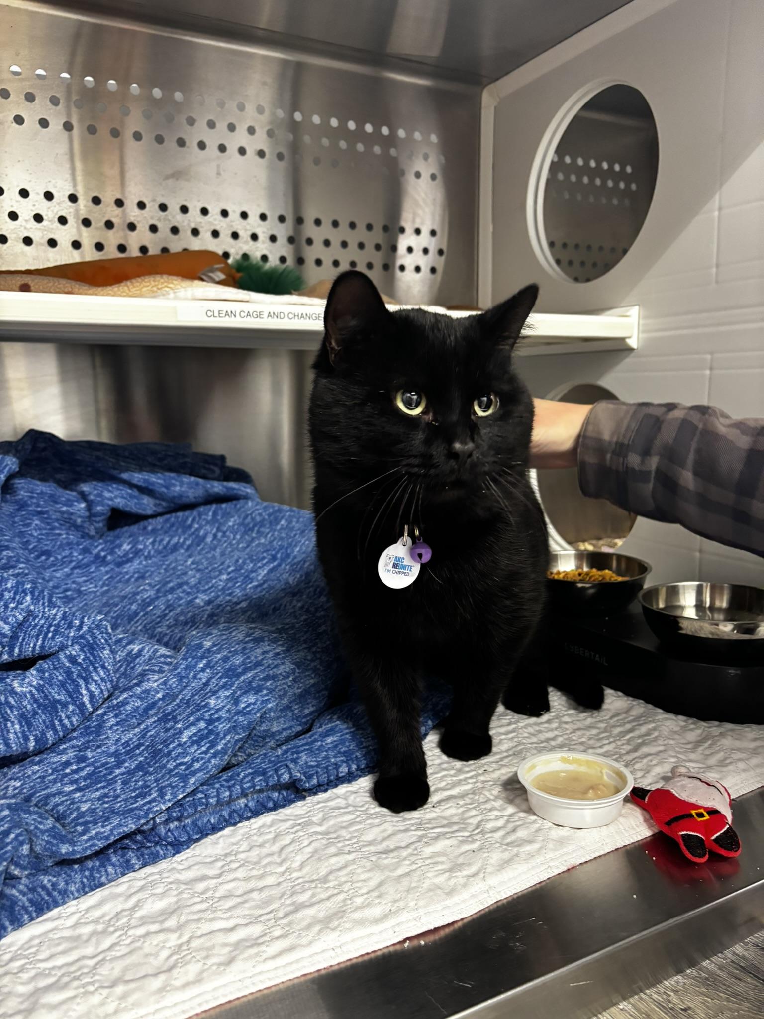 Enlarge BOBA, an adopted Domestic Short Hair in Grand Rapids, MI image 3/4