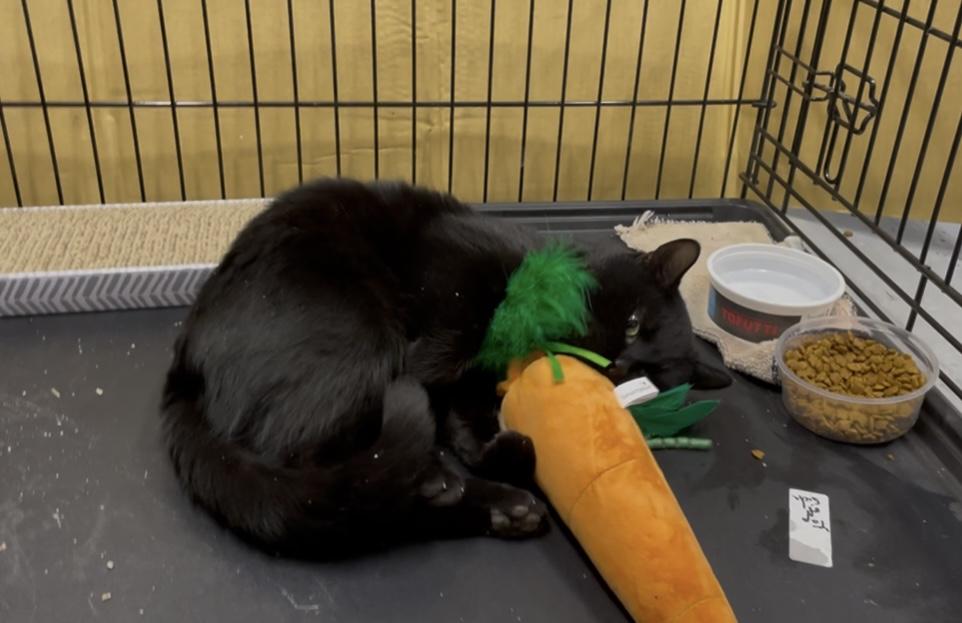 Enlarge BOBA, an adopted Domestic Short Hair in Grand Rapids, MI image 4/4