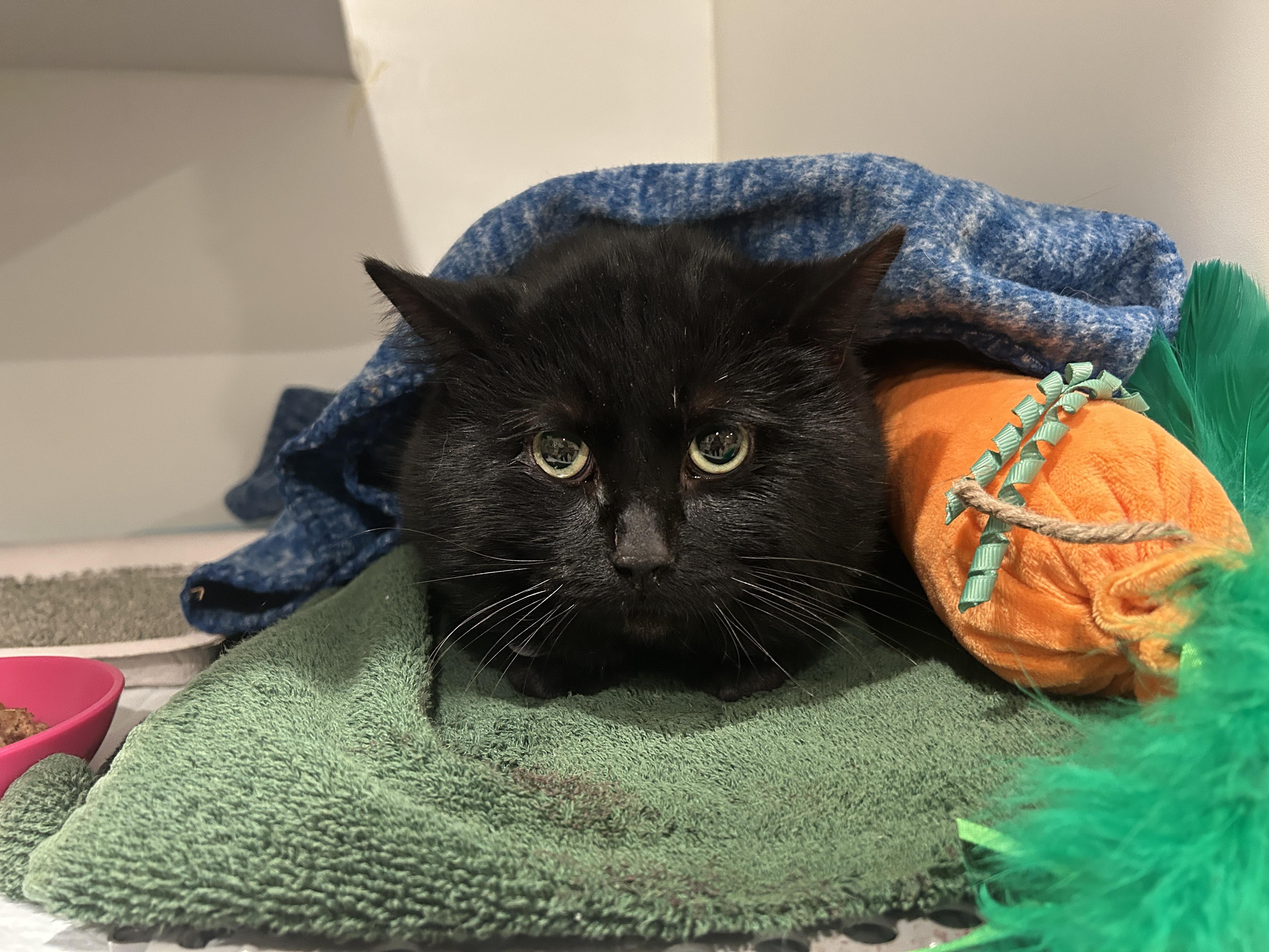 Enlarge BOBA, an adopted Domestic Short Hair in Grand Rapids, MI image 2/4