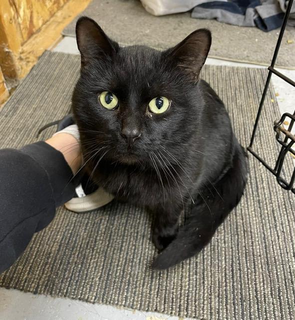 Enlarge BOBA, an adopted Domestic Short Hair in Grand Rapids, MI image 1/4