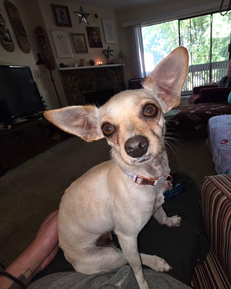 Enlarge FAUNA, a Adoptable Chihuahua in Coquitlam, BC image 4/6