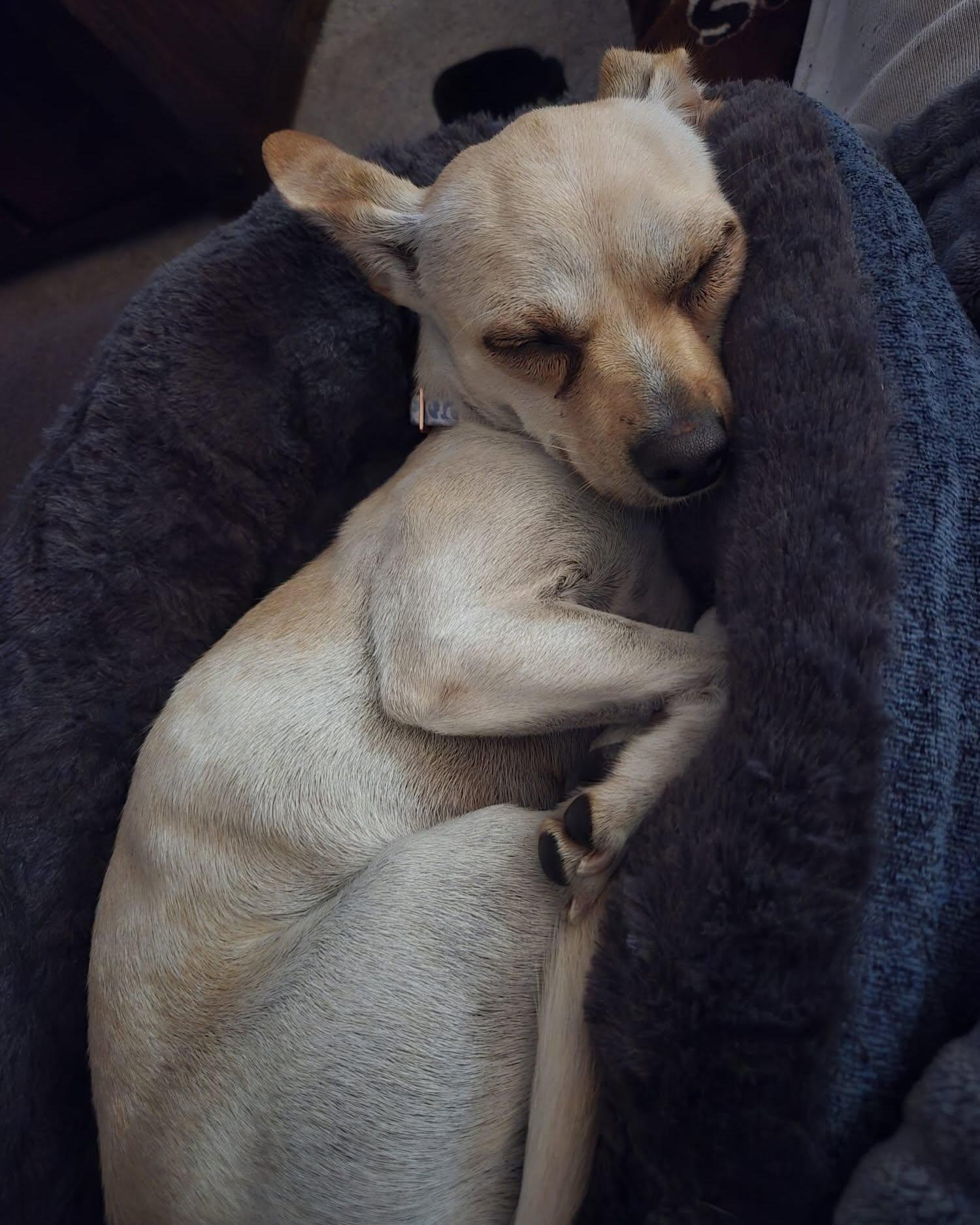 Enlarge FAUNA, a Adoptable Chihuahua in Coquitlam, BC image 6/6