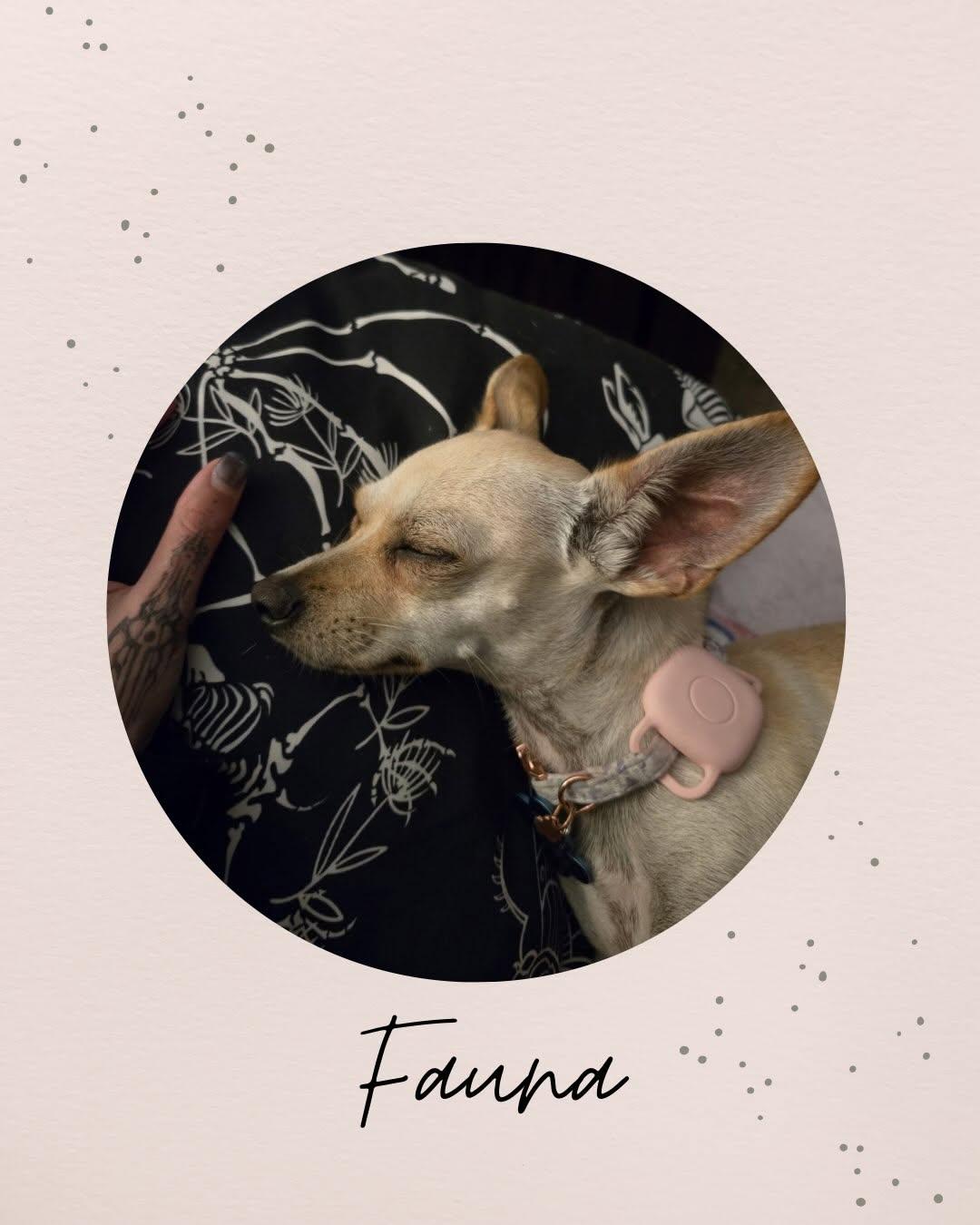 Enlarge FAUNA, a Adoptable Chihuahua in Coquitlam, BC image 1/6