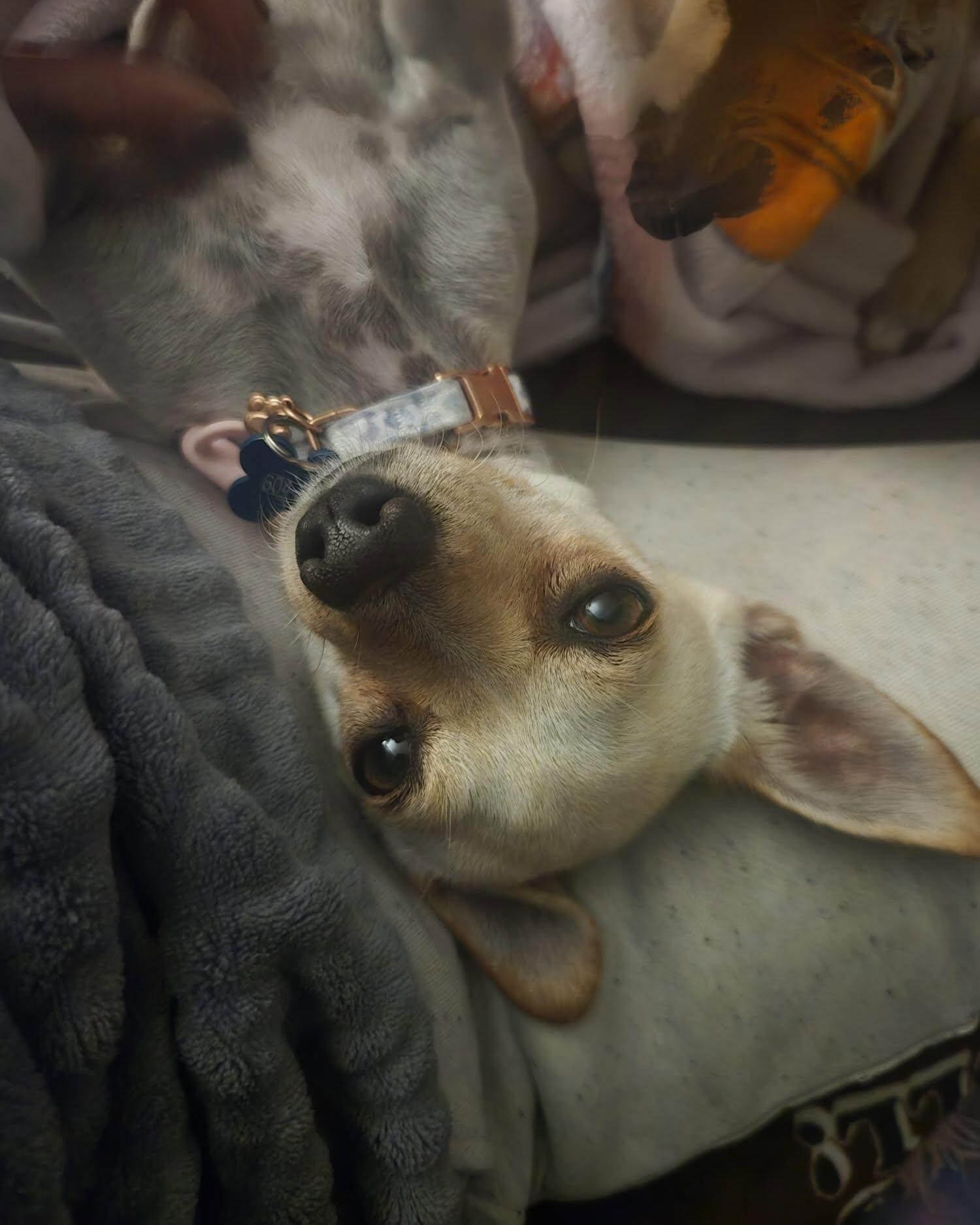 Enlarge FAUNA, a Adoptable Chihuahua in Coquitlam, BC image 3/6