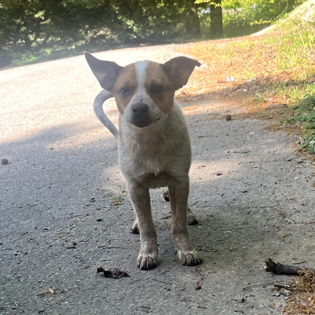 LOLA - Cattle Dog for adoption in Birmingham