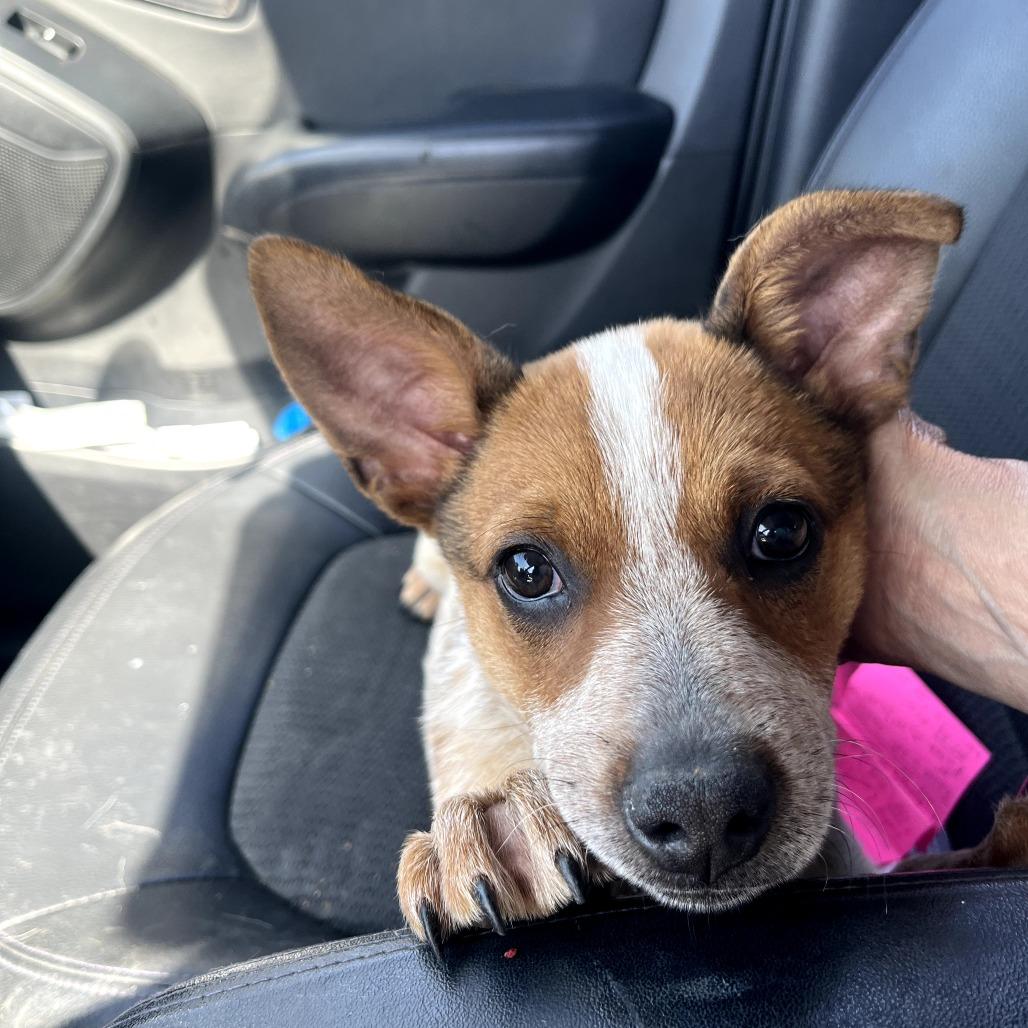 LOLA - Cattle Dog available for adoption