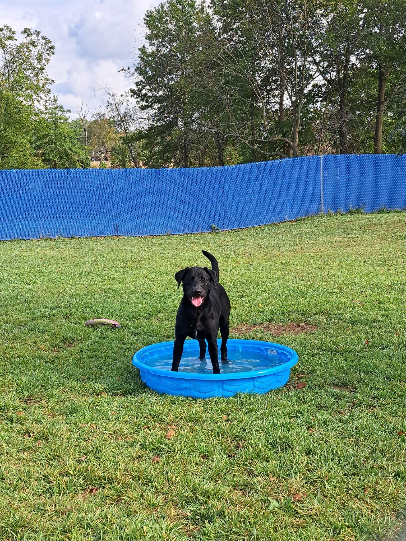 Enlarge Waldo , a ADOPTABLE mixed breed in Wooster, OH image 1/1