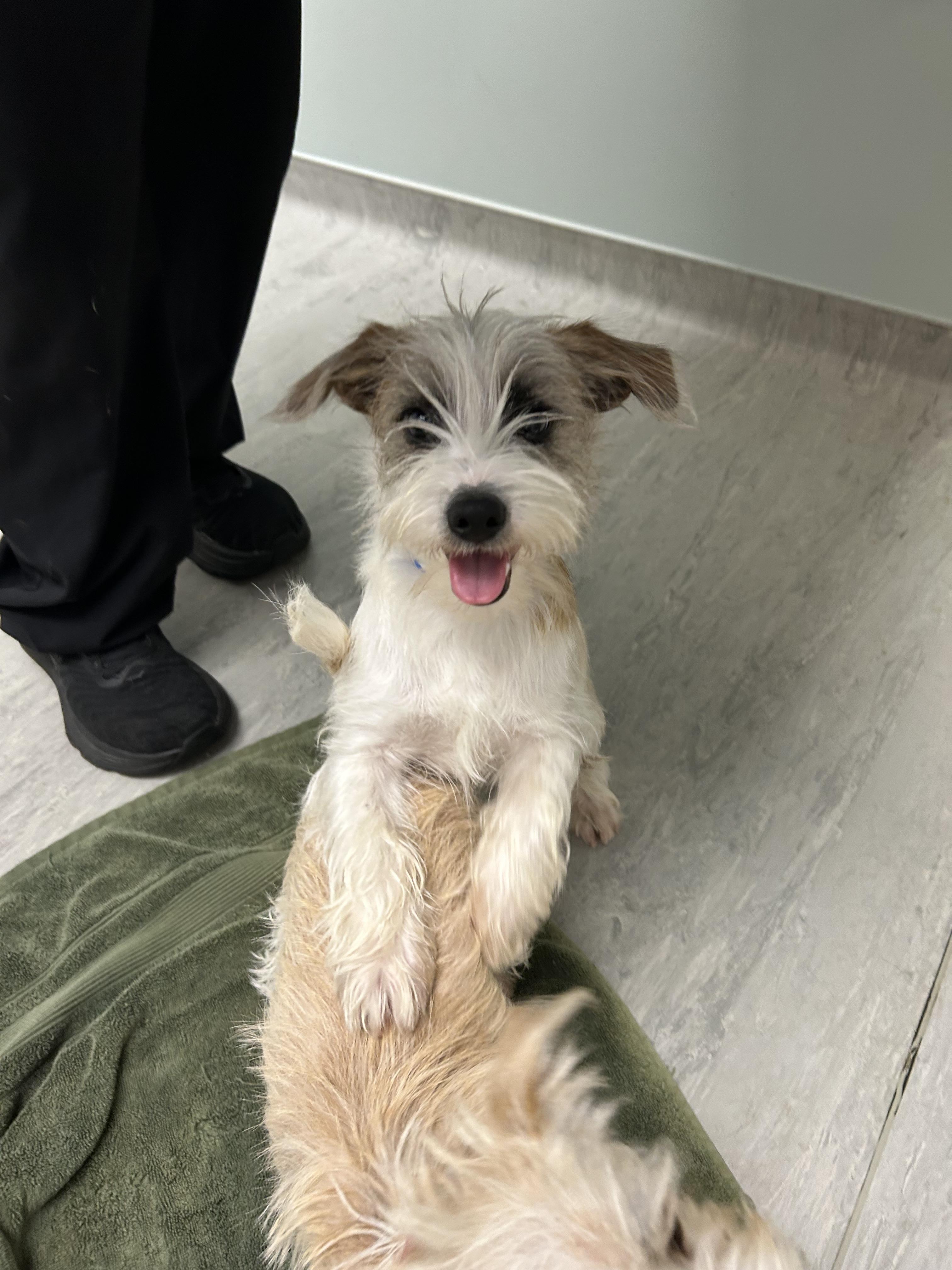 Jerry 495, a Adopted mixed breed in Winder, GA image 1/3