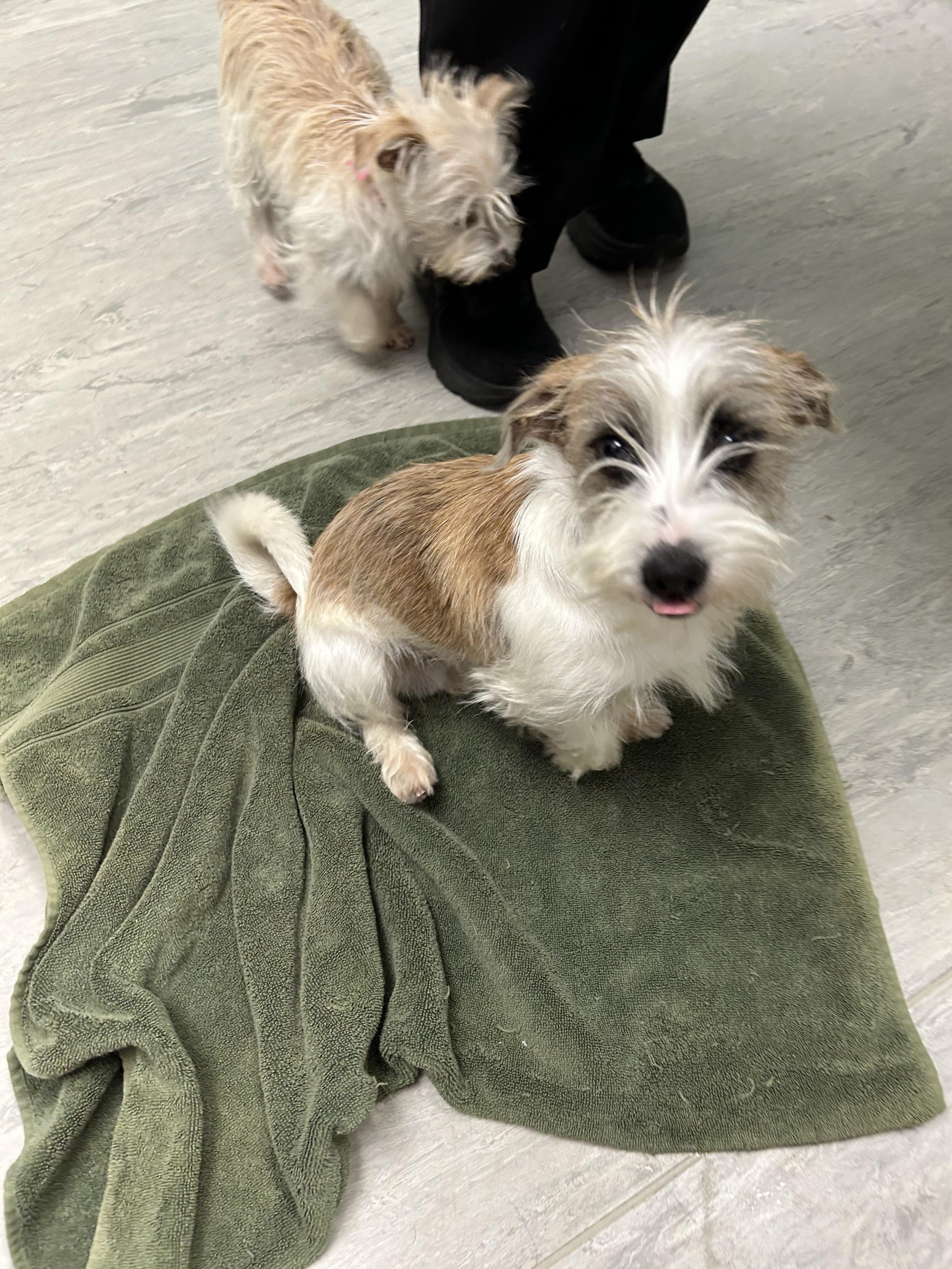 Jerry 495, a Adopted mixed breed in Winder, GA image 2/3