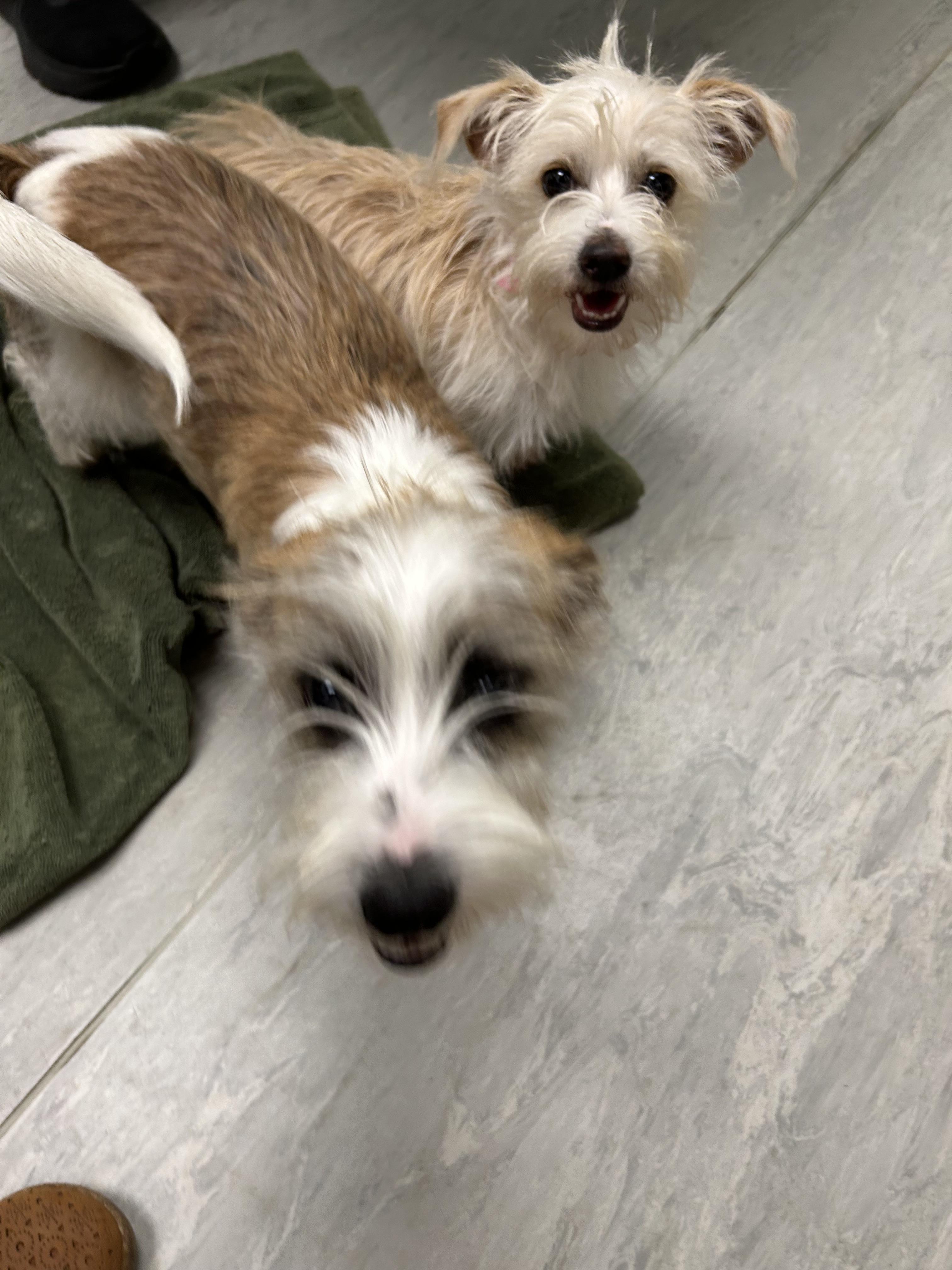 Jerry 495, a Adopted mixed breed in Winder, GA image 3/3