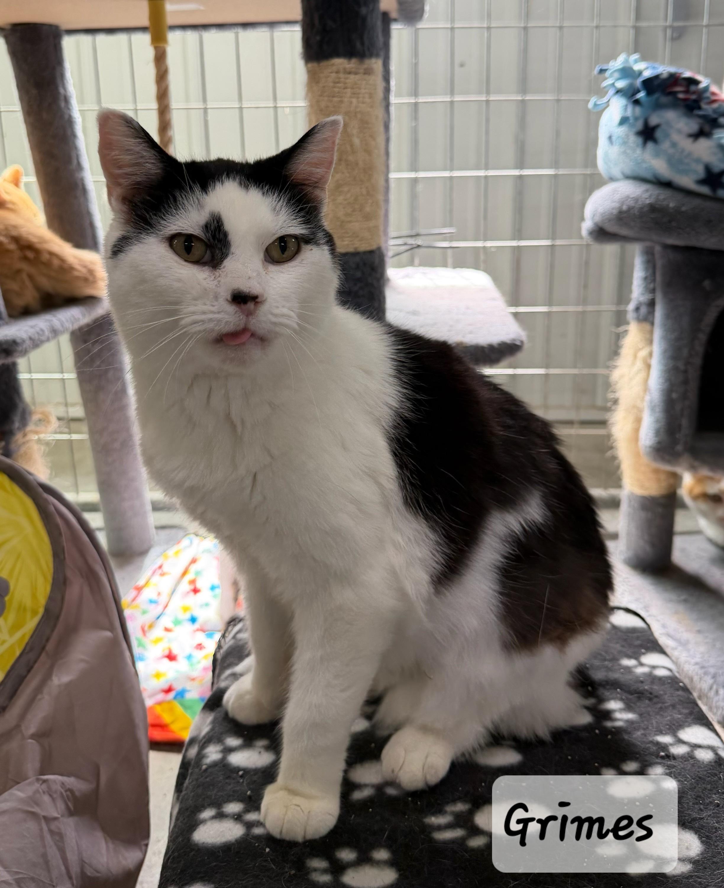 Enlarge Grimes, a ADOPTABLE Domestic Medium Hair in Urbana, OH image 1/1
