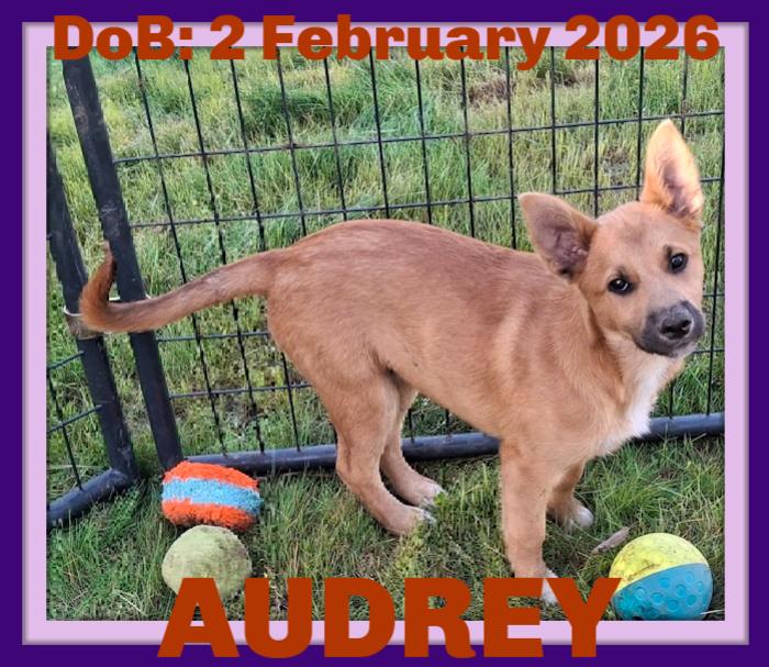 AUDREY, Adopted, Young Female German Shepherd Dog & Border Collie.