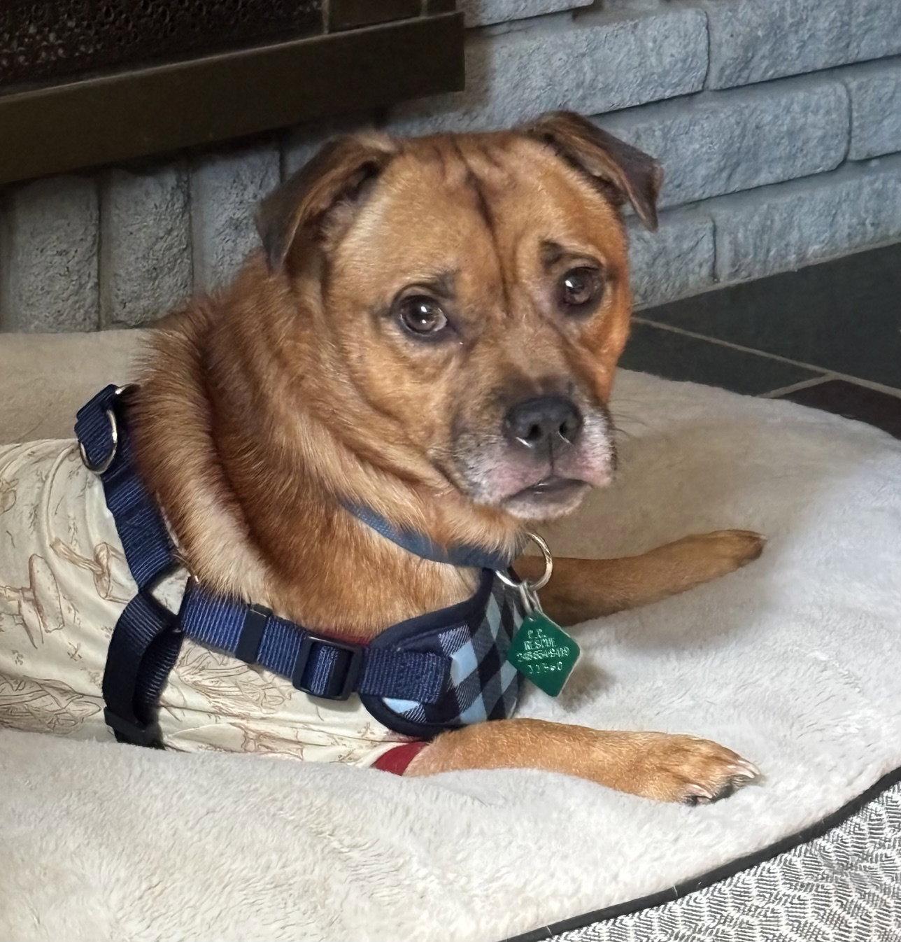 Enlarge Peanut, a Adoptable mixed breed in Oxford, MI image 1/3