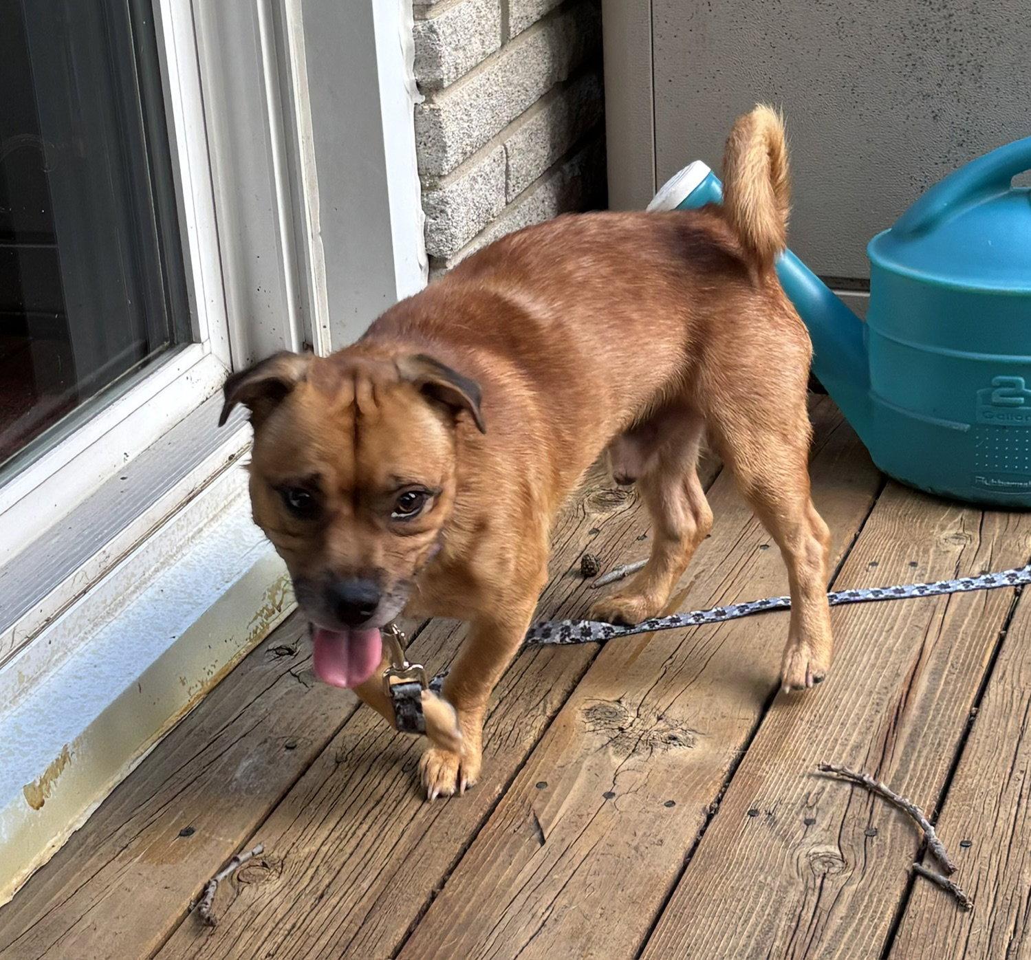 Enlarge Peanut, a Adoptable mixed breed in Oxford, MI image 2/3