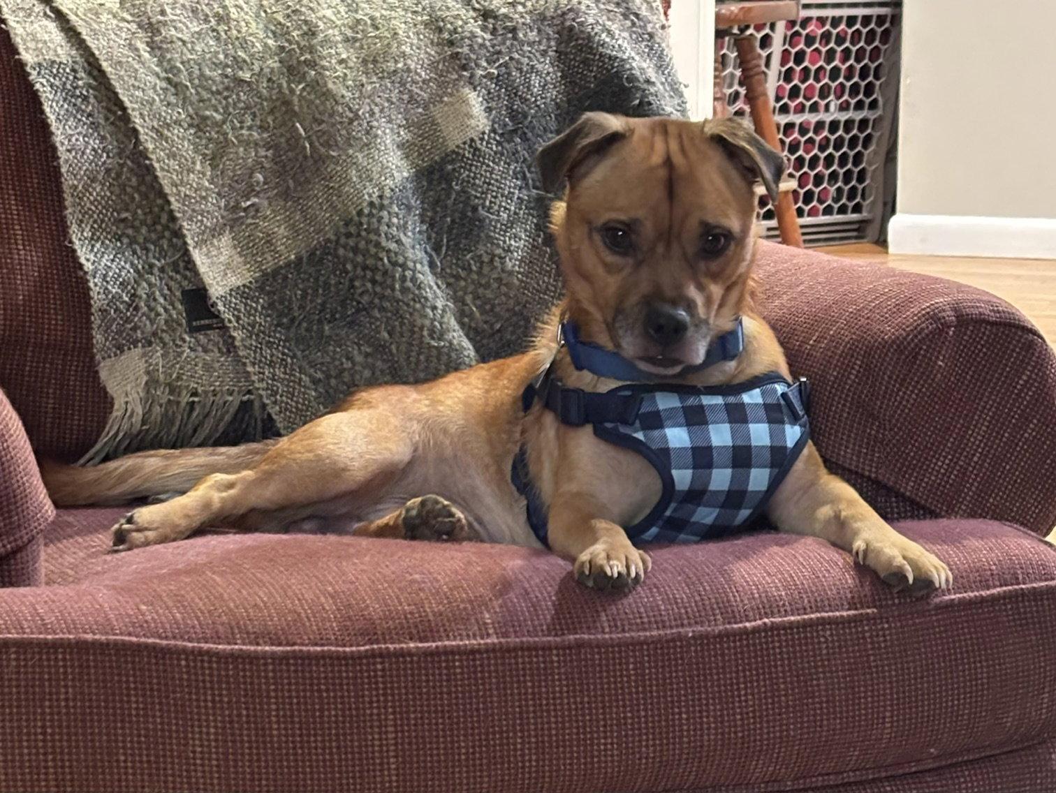 Enlarge Peanut, a Adoptable mixed breed in Oxford, MI image 3/3