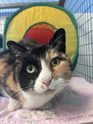 Big Kitty, ADOPTABLE, Senior Female Domestic Short Hair.