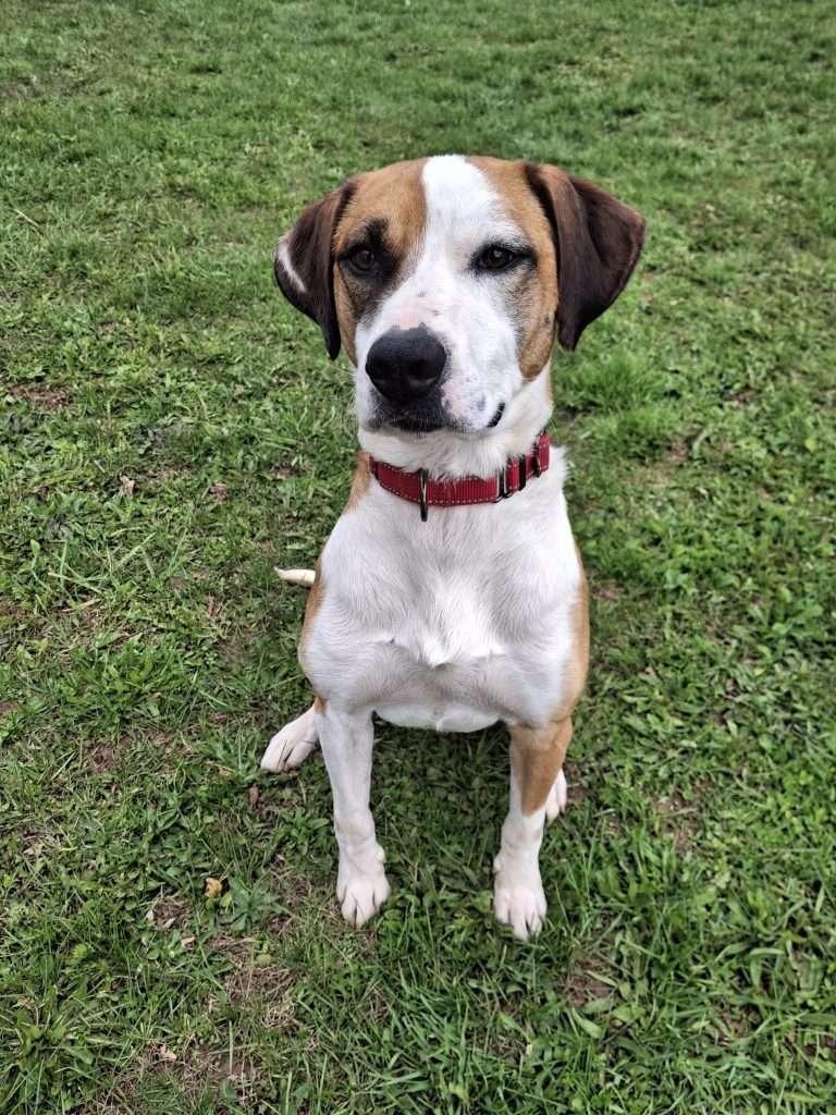 GRAM PARSONS, a ADOPTABLE Mixed Breed in Ironwood, MI image 1/2