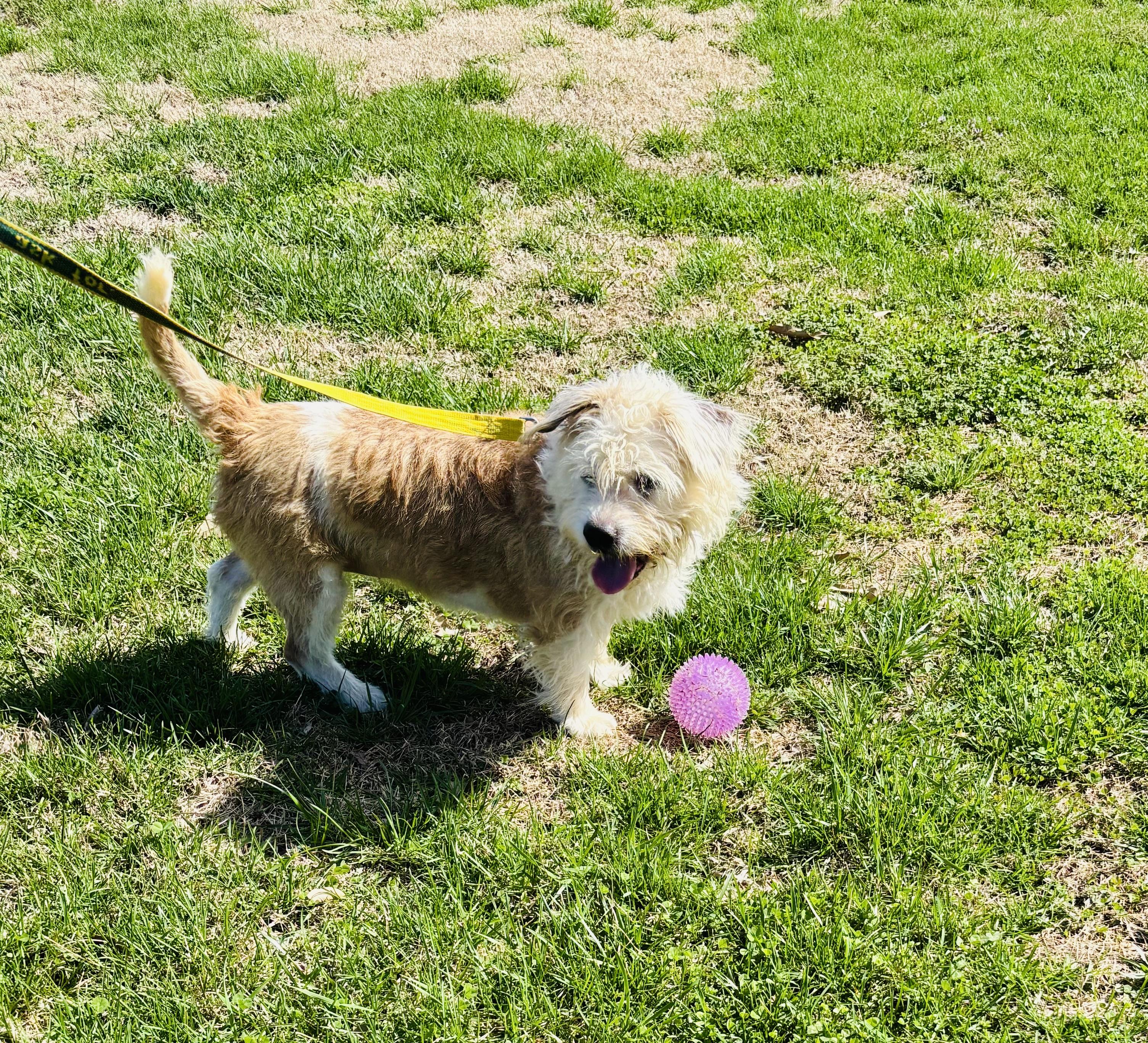 Enlarge COCONUT!, an adopted Terrier in Owensboro, KY image 4/5