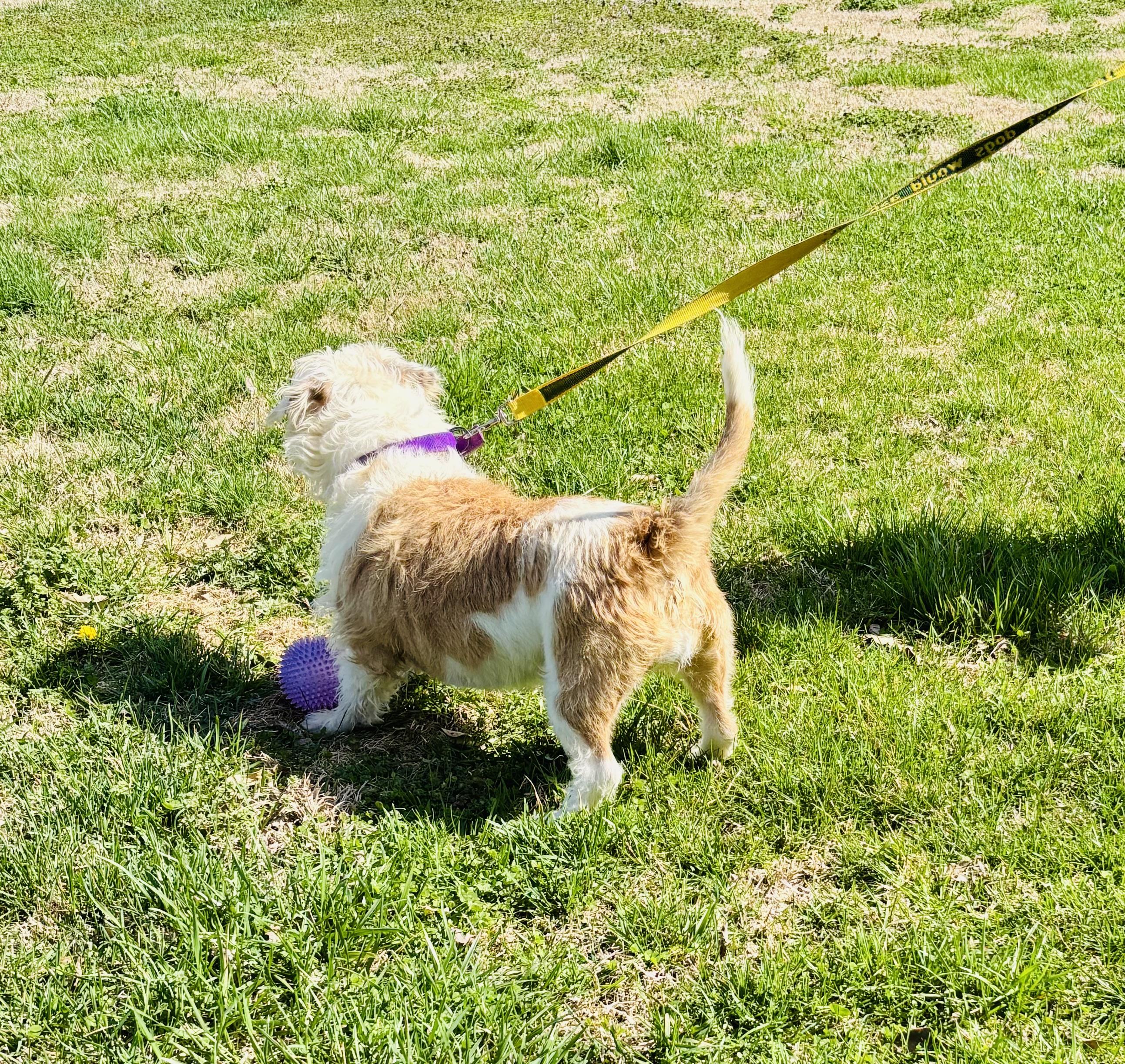 Enlarge COCONUT!, an adopted Terrier in Owensboro, KY image 3/5