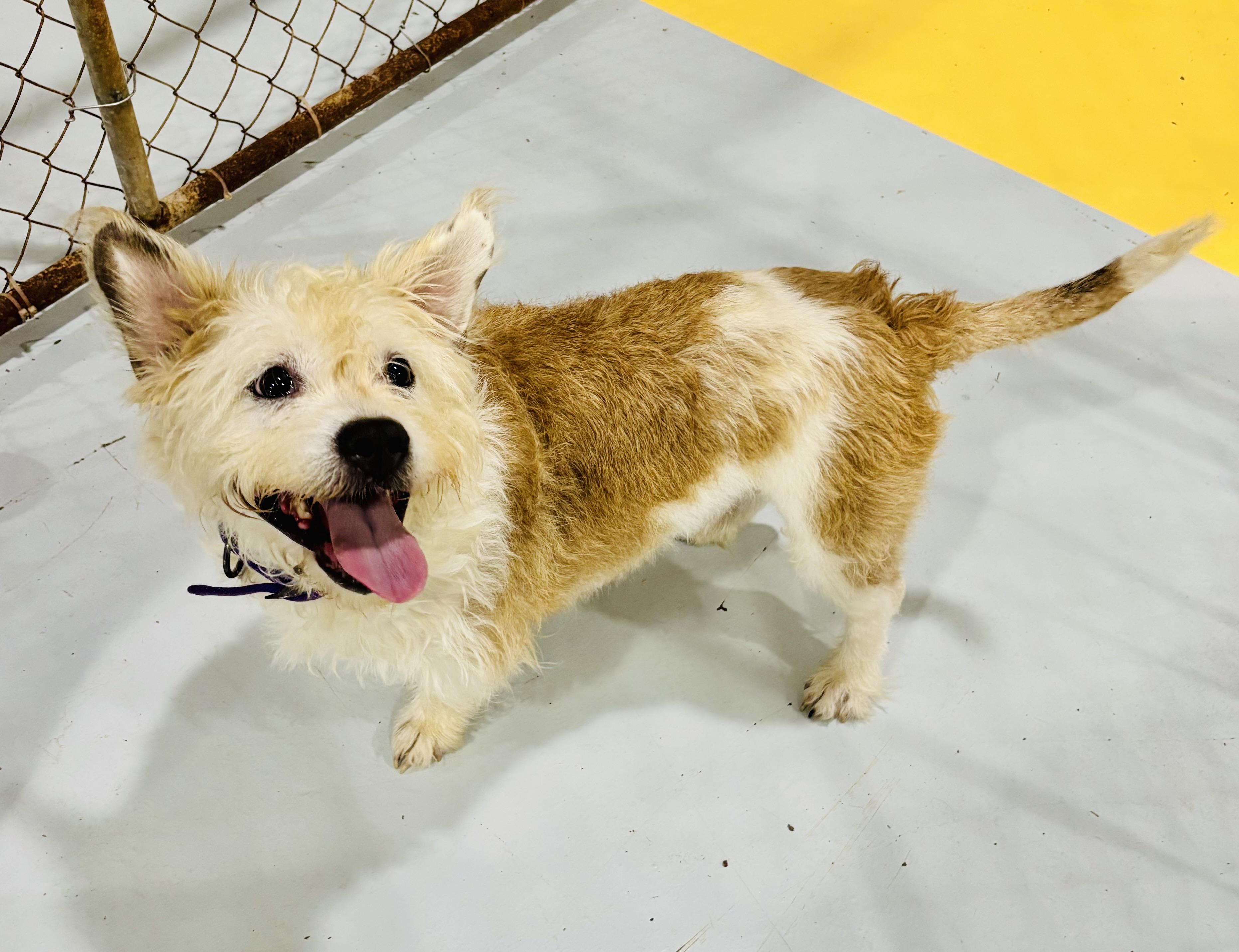 Enlarge COCONUT!, an adopted Terrier in Owensboro, KY image 2/5