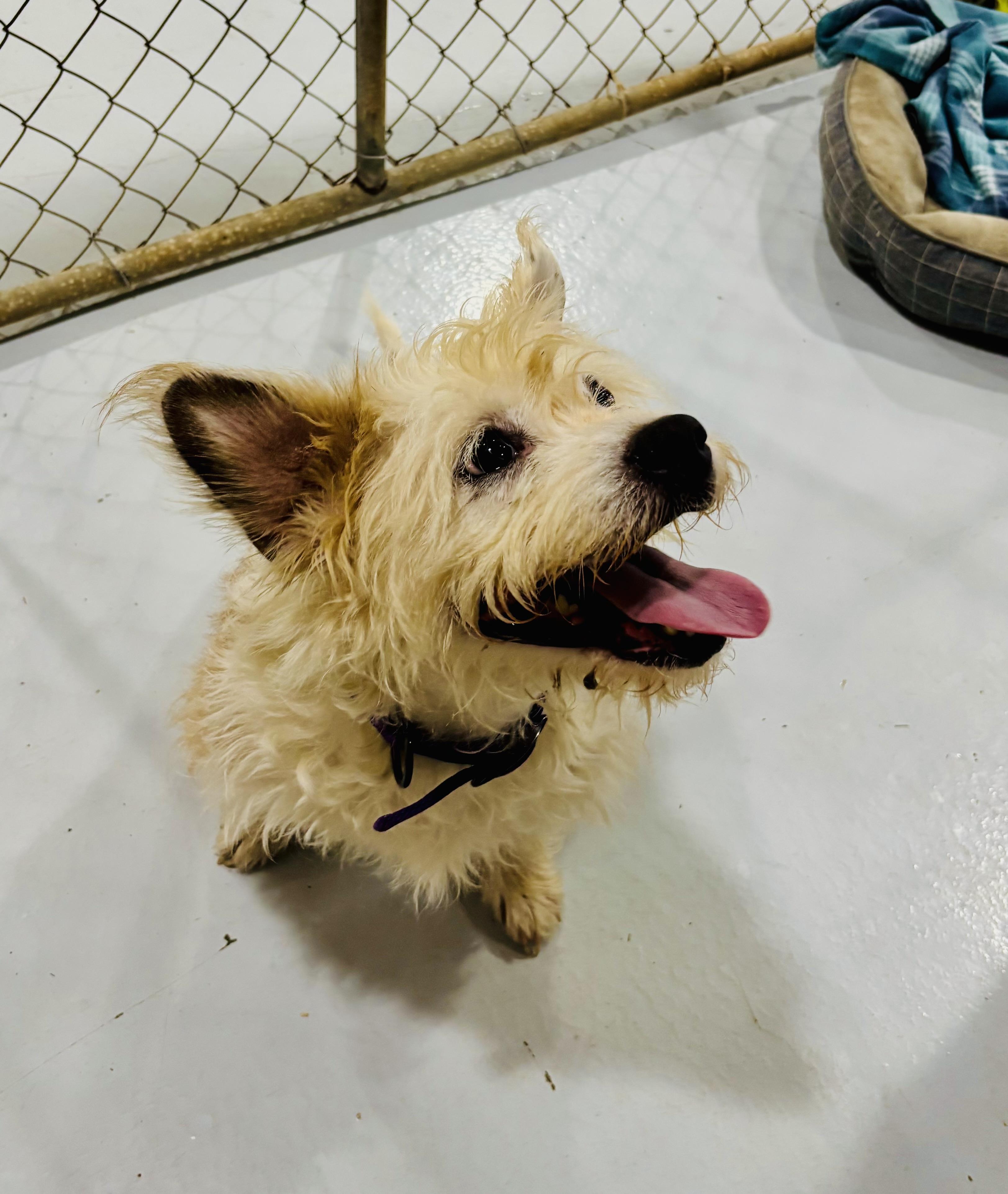 COCONUT!, adopted, Adult Male Terrier.
