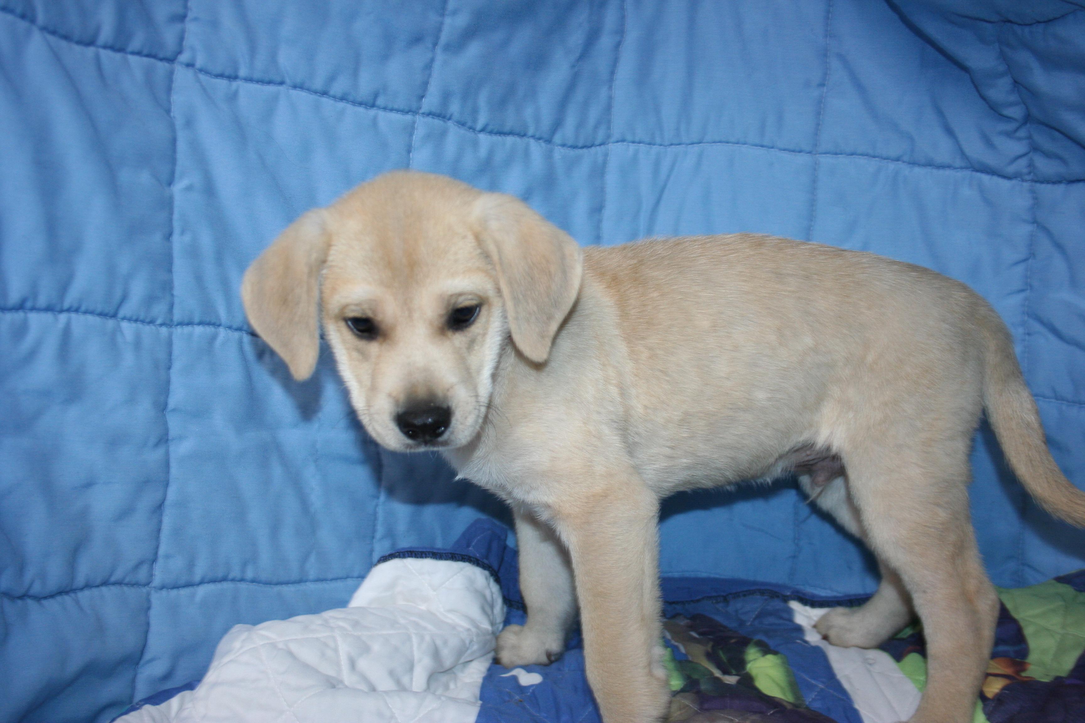 Ajax - ABC puppy