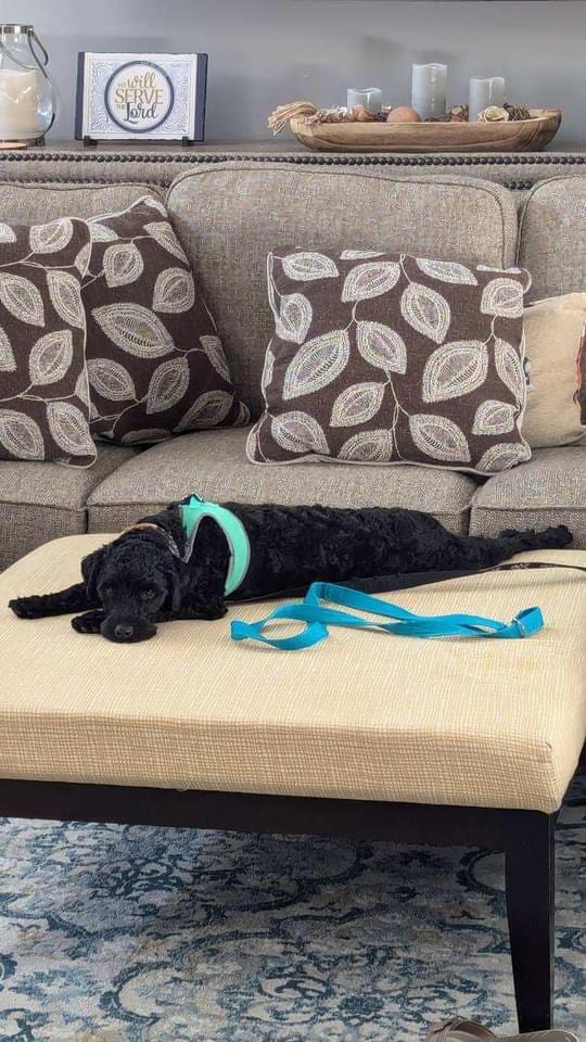 Danny Boy, a Adoptable mixed breed in Matthews, NC image 6/6