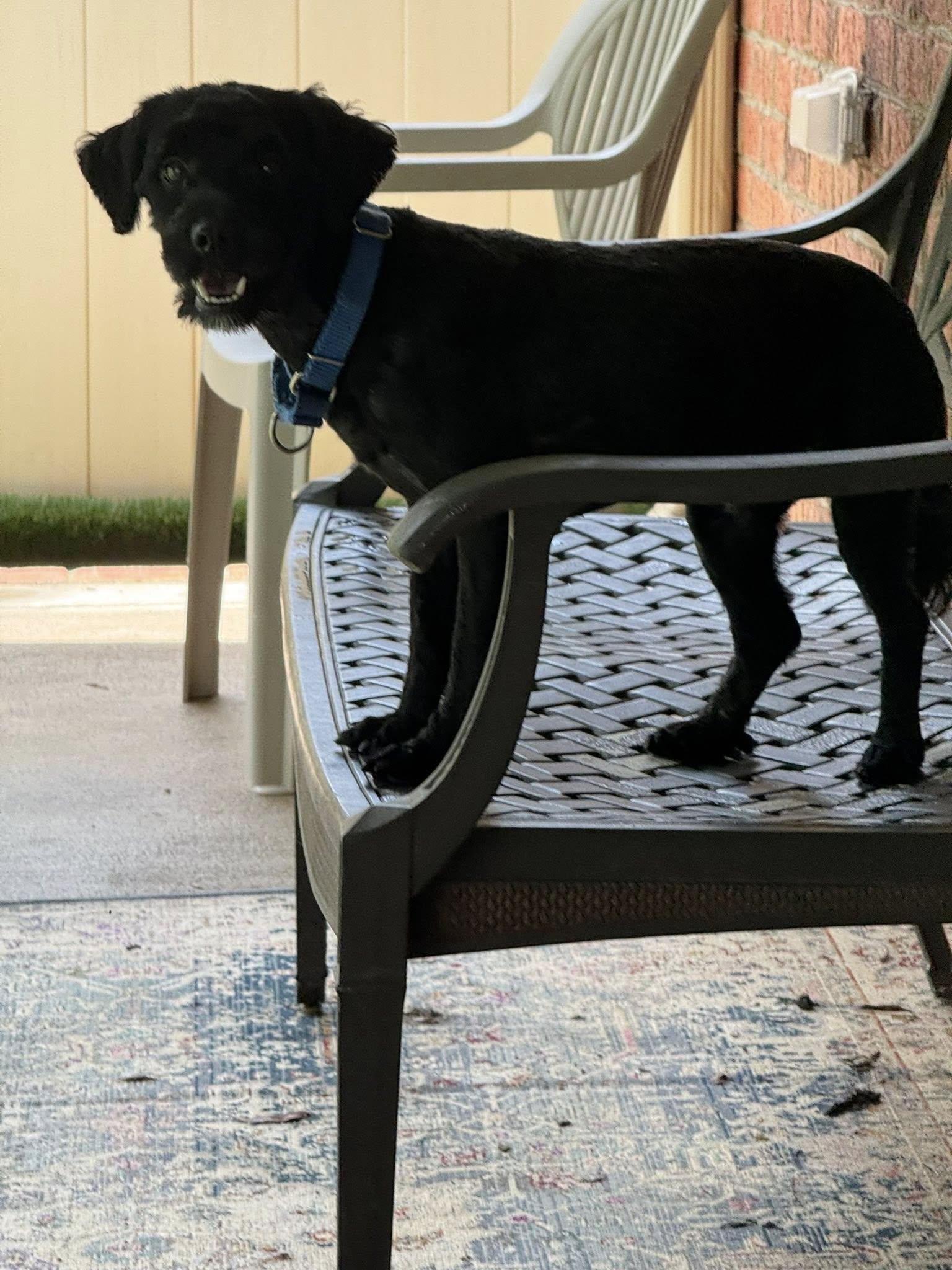 Danny Boy, a Adoptable mixed breed in Matthews, NC image 1/6