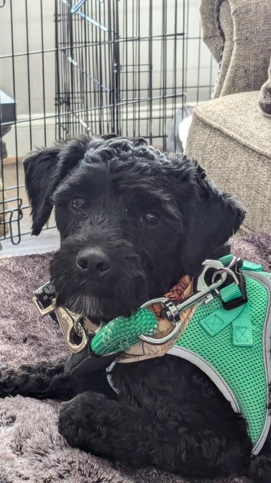 Danny Boy, a Adoptable mixed breed in Matthews, NC image 2/6