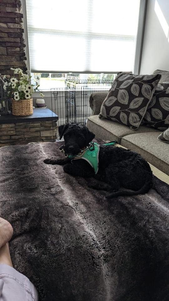 Danny Boy, a Adoptable mixed breed in Matthews, NC image 5/6