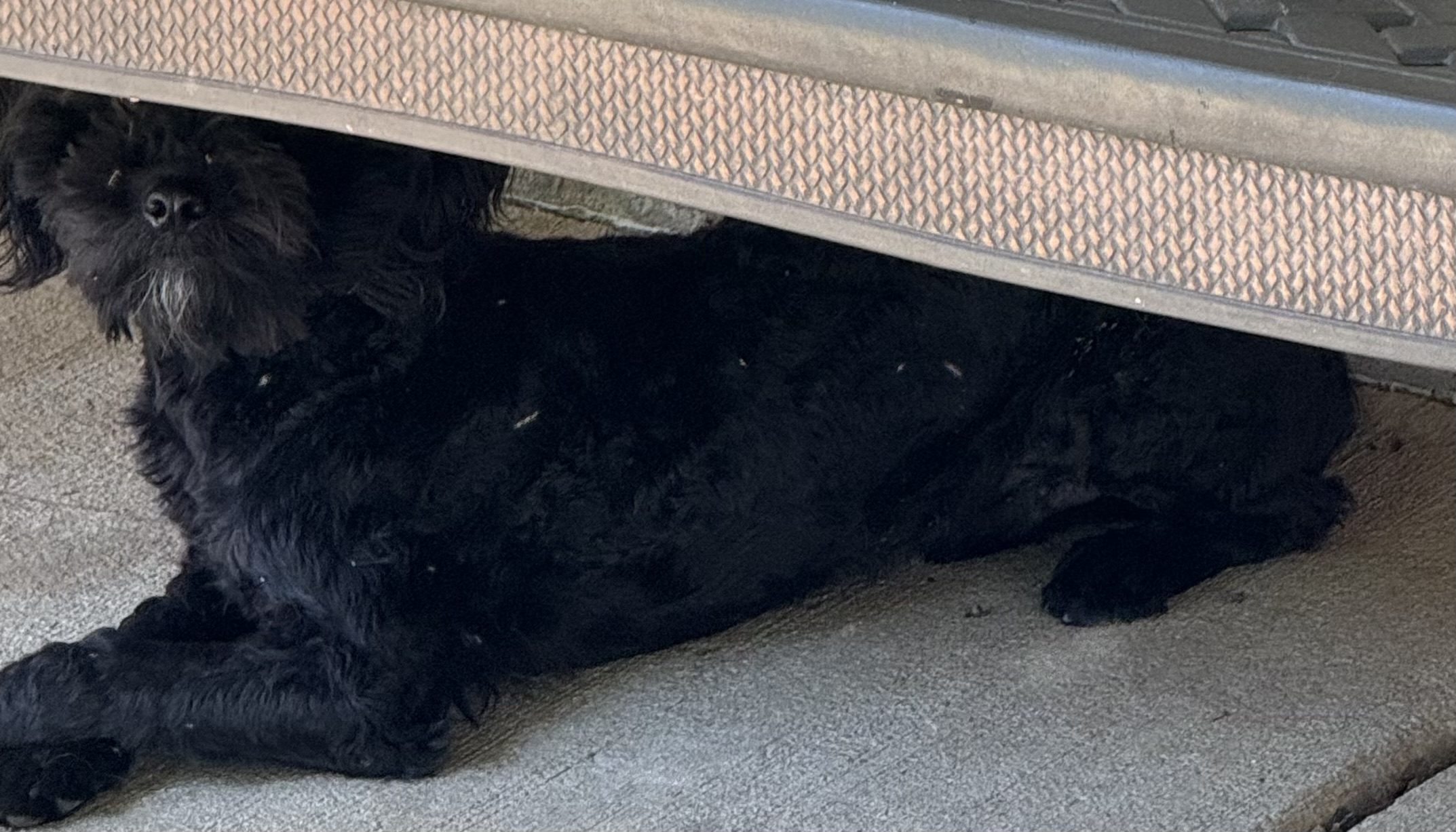 Danny Boy, a Adoptable mixed breed in Matthews, NC image 3/6