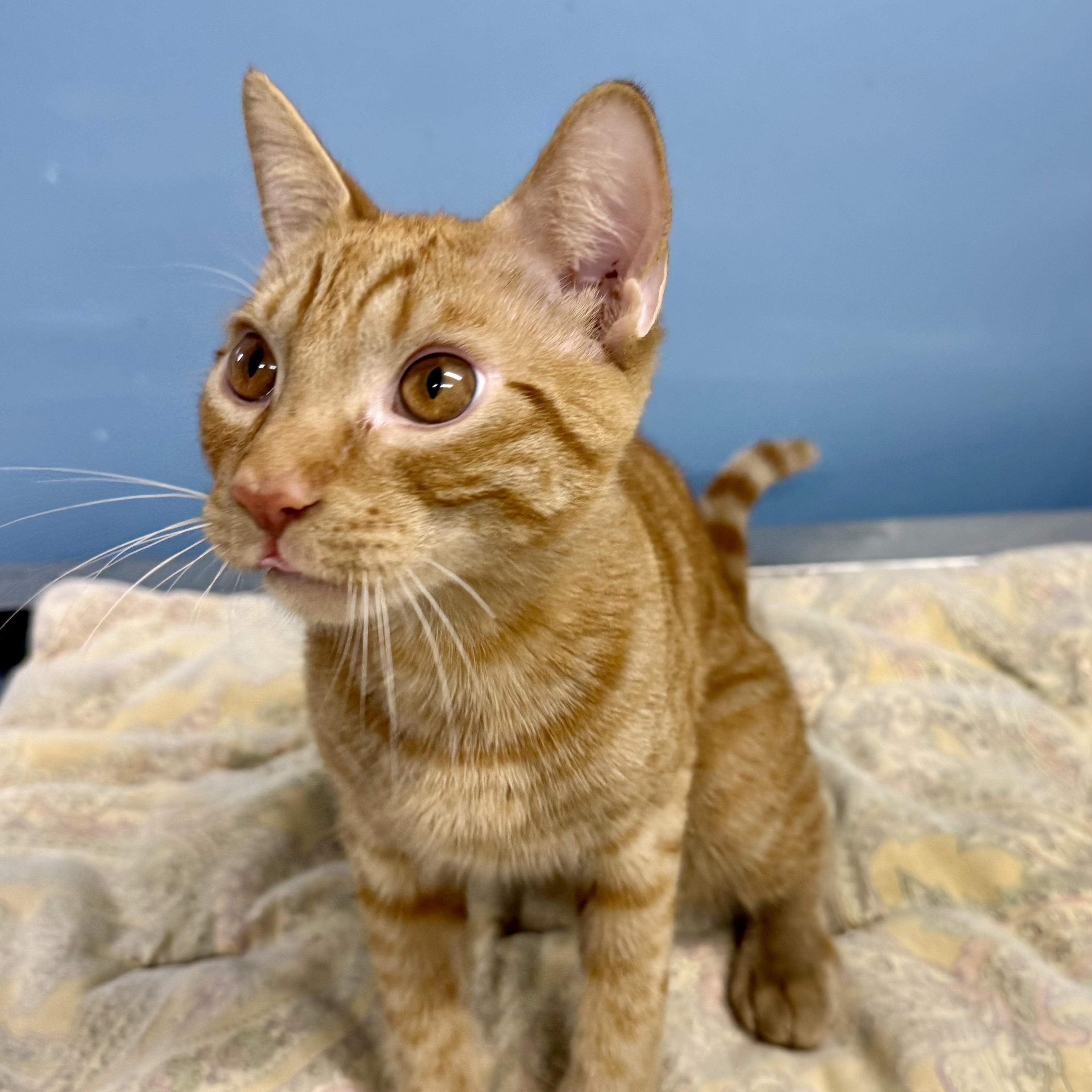 Buddy, Adopted, Kitten Male Domestic Short Hair.