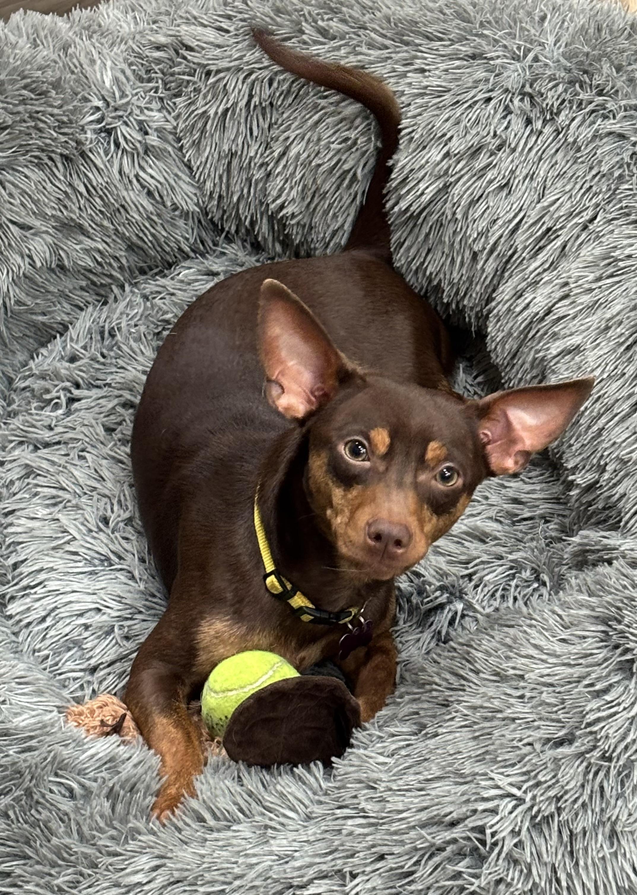 Enlarge Toast Crunch , a ADOPTABLE mixed breed in Thousand Oaks, CA image 1/2