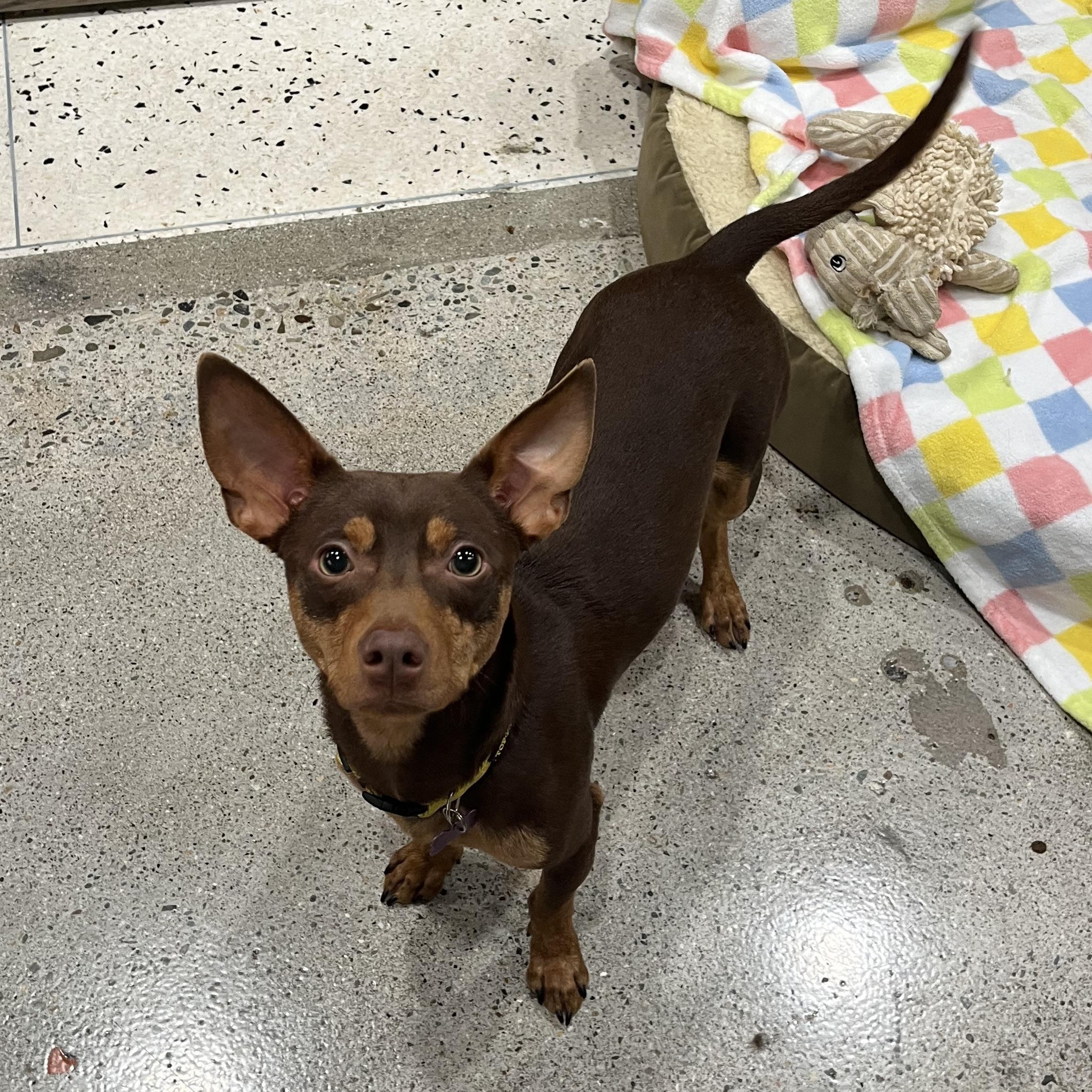 Toast Crunch , ADOPTABLE, Young Male Miniature Pinscher.