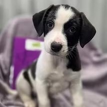 Figure Skating, adopted, Young Female Mixed Breed.