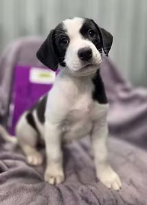 Enlarge Figure Skating, an adopted Mixed Breed in Racine, WI image 3/3