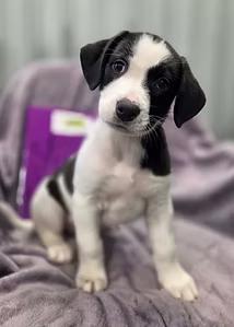 Enlarge Figure Skating, an adopted Mixed Breed in Racine, WI image 2/3