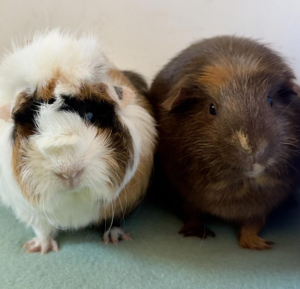 Clara + Jenny Bonded Pair, Adopted, Young Female Guinea Pig.