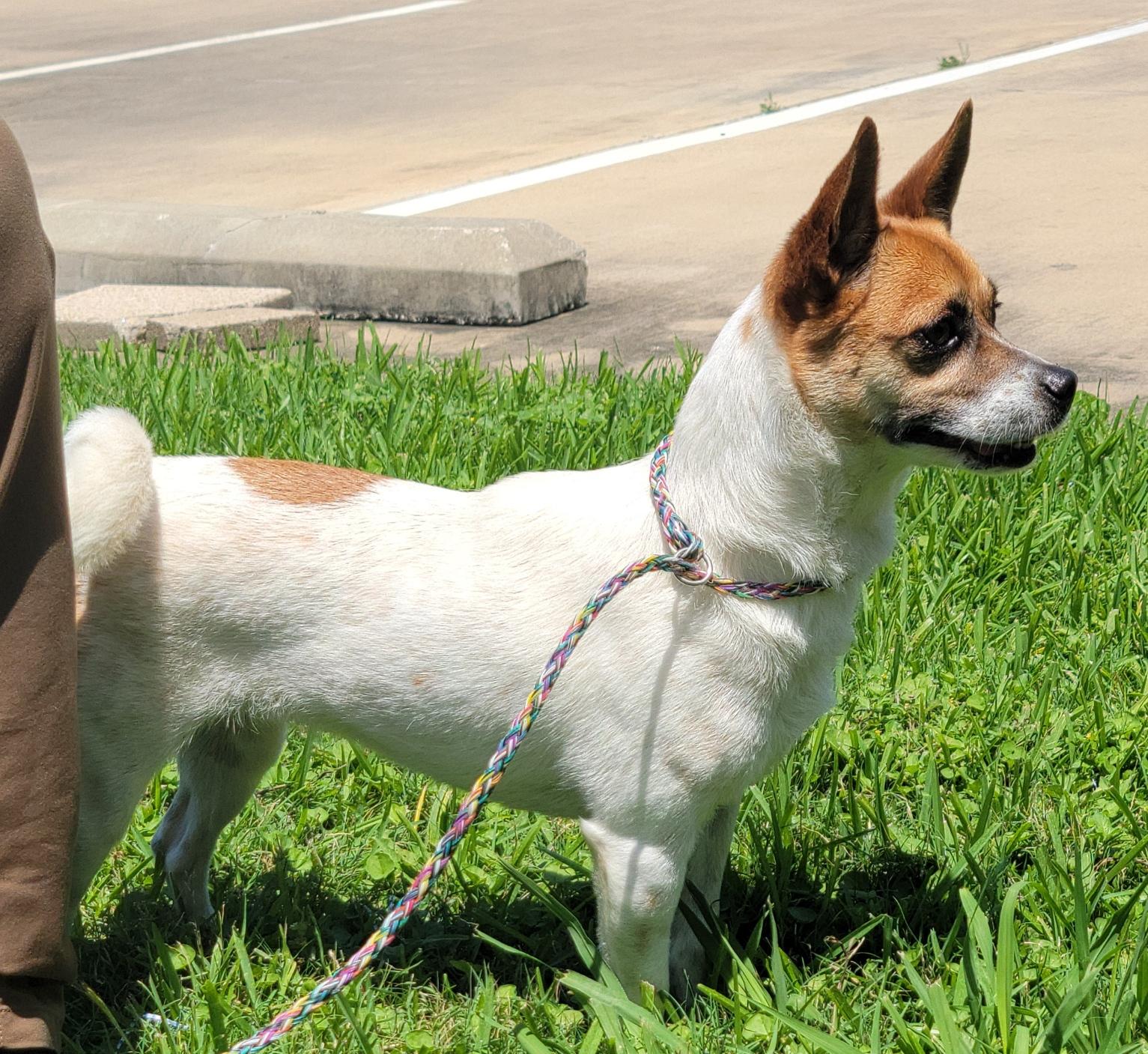 Enlarge Scooby, a Adopted Mixed Breed in Deer Park, TX image 1/4