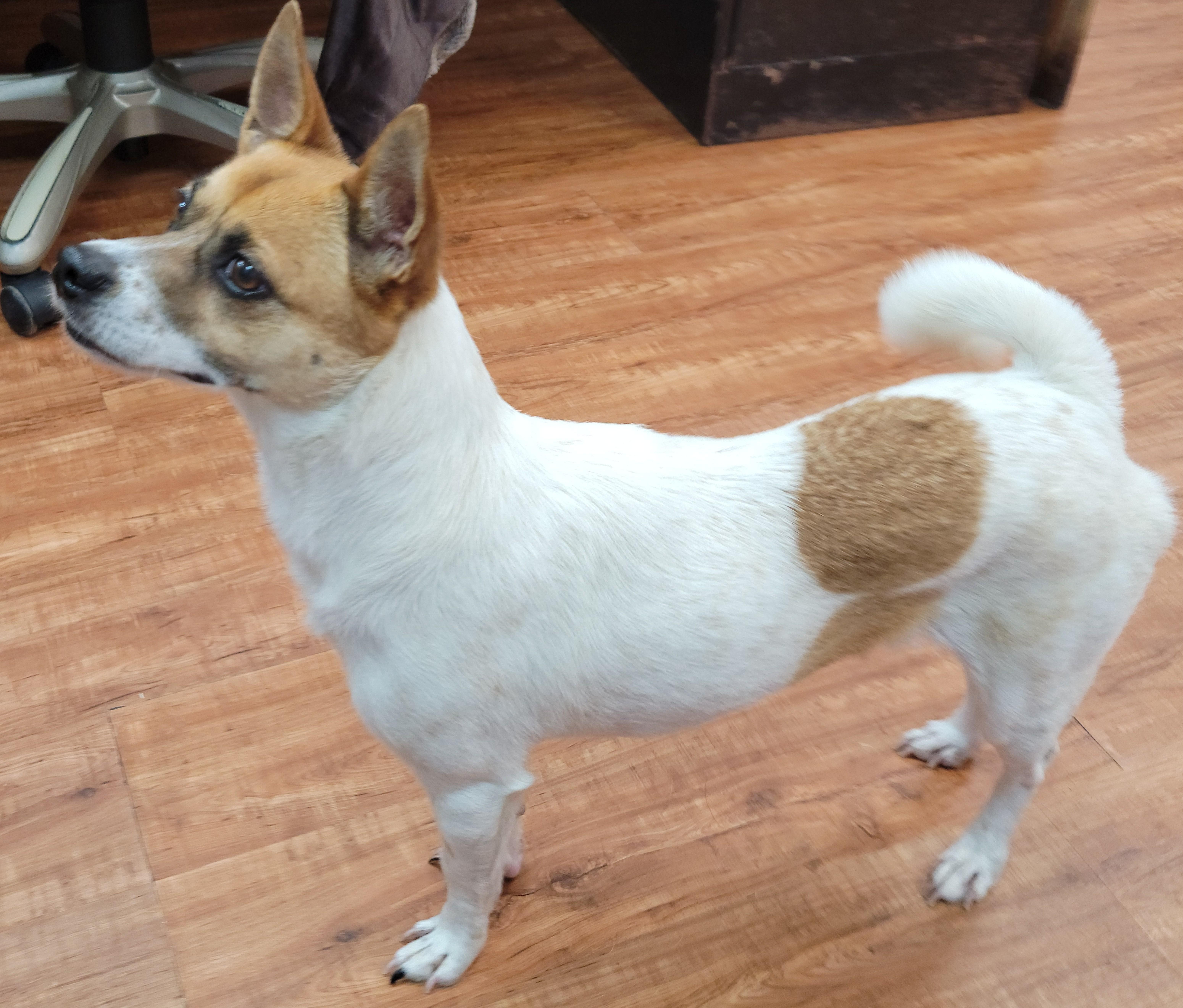 Enlarge Scooby, a Adopted Mixed Breed in Deer Park, TX image 2/4