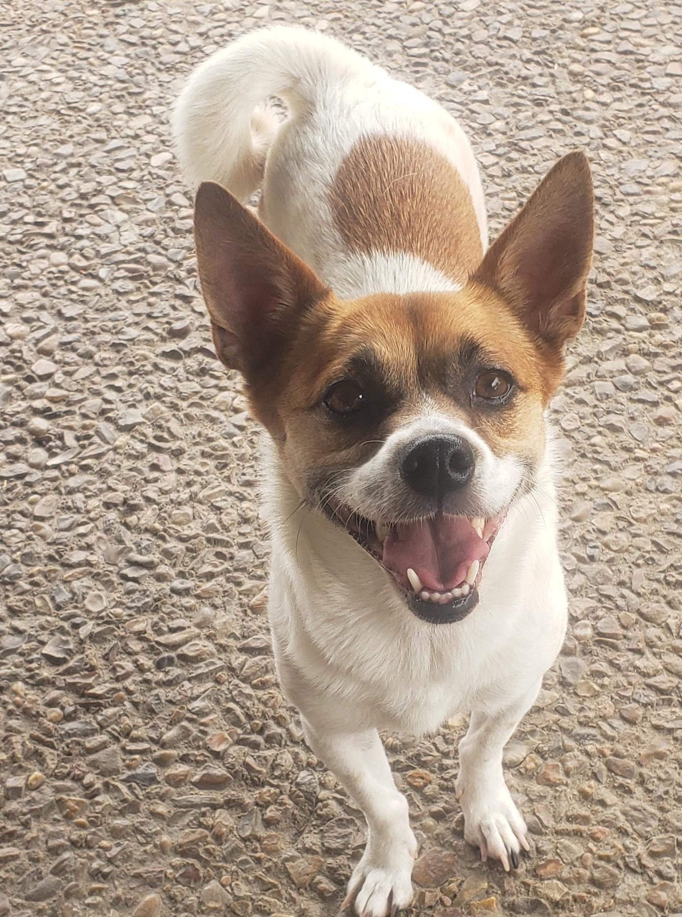 Scooby, Adopted, Young Female Mixed Breed.