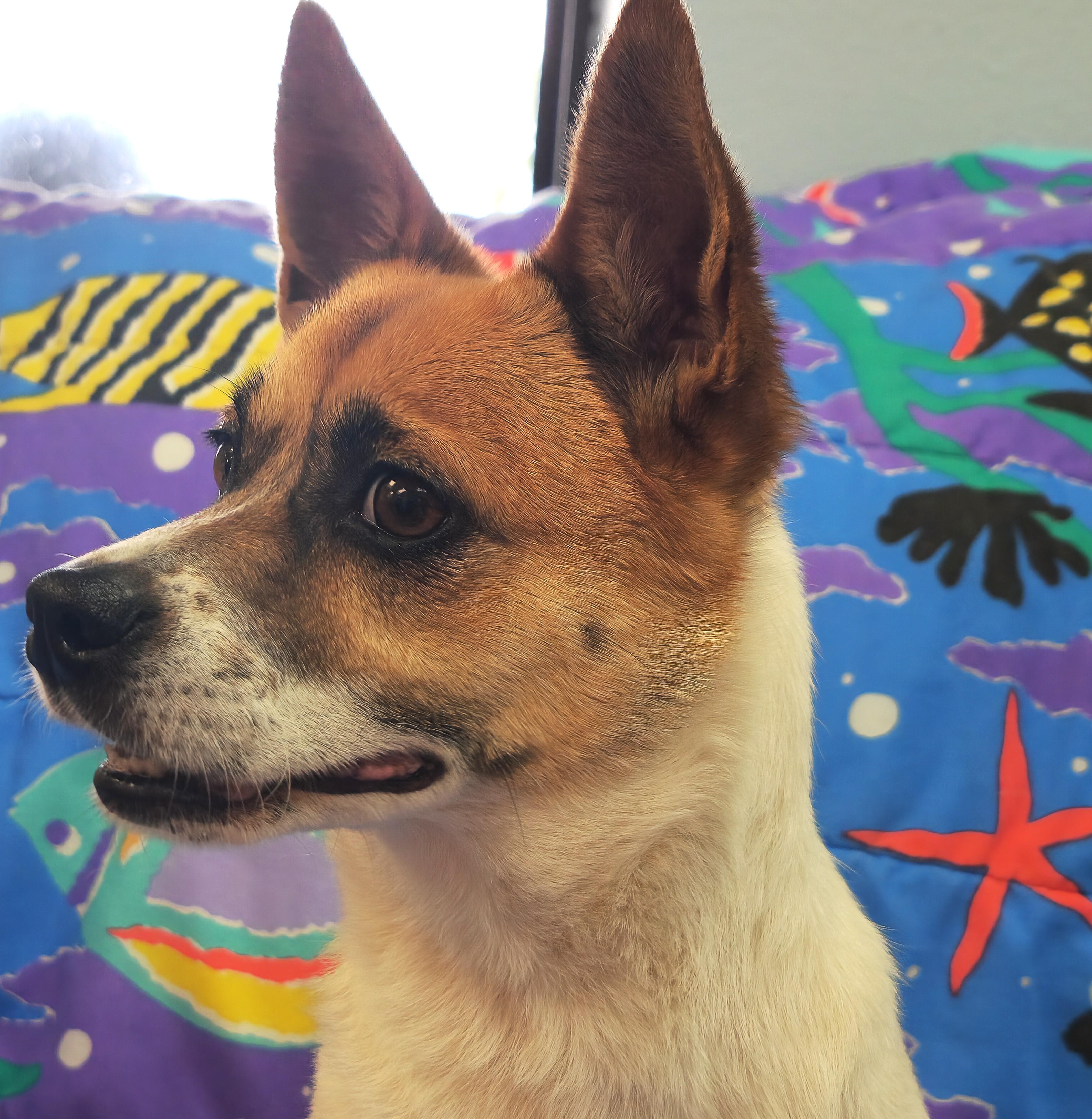 Enlarge Scooby, a Adopted Mixed Breed in Deer Park, TX image 4/4