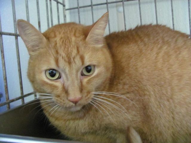 King Tut (fka Spaz), Adoptable, Senior Male Domestic Short Hair.